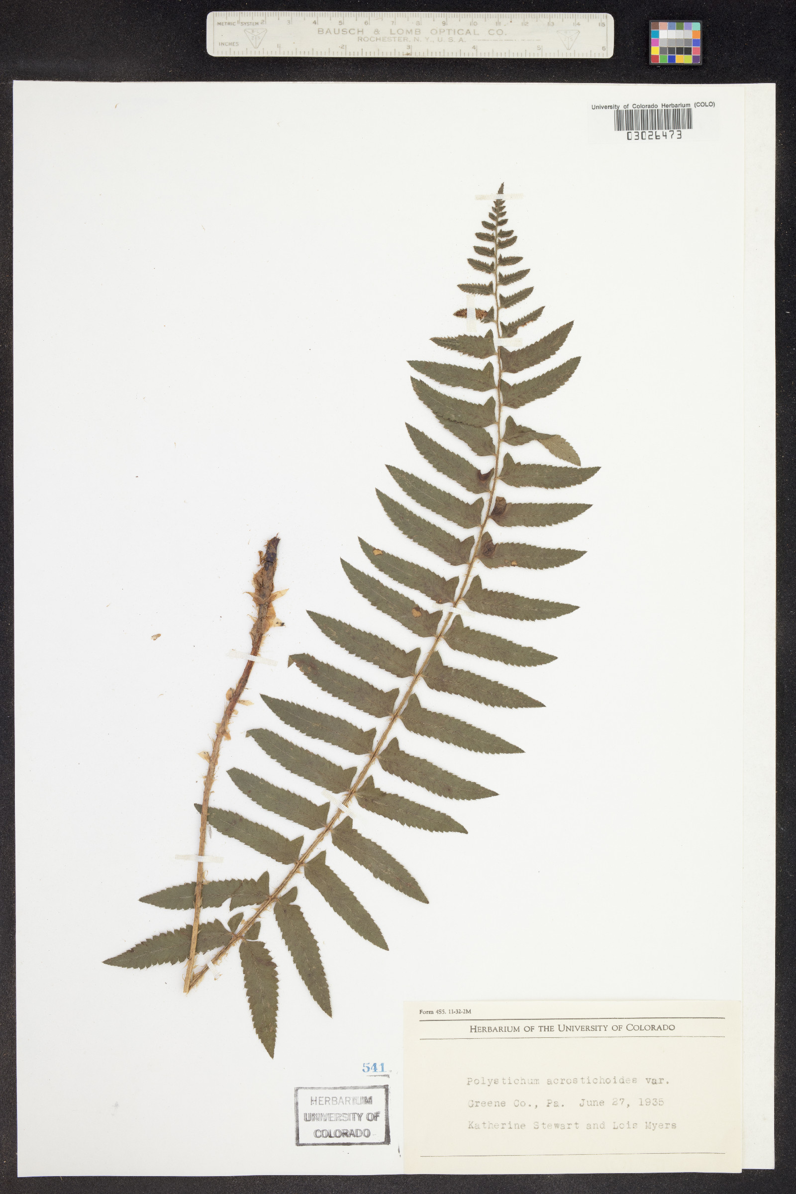 Polystichum acrostichoides image