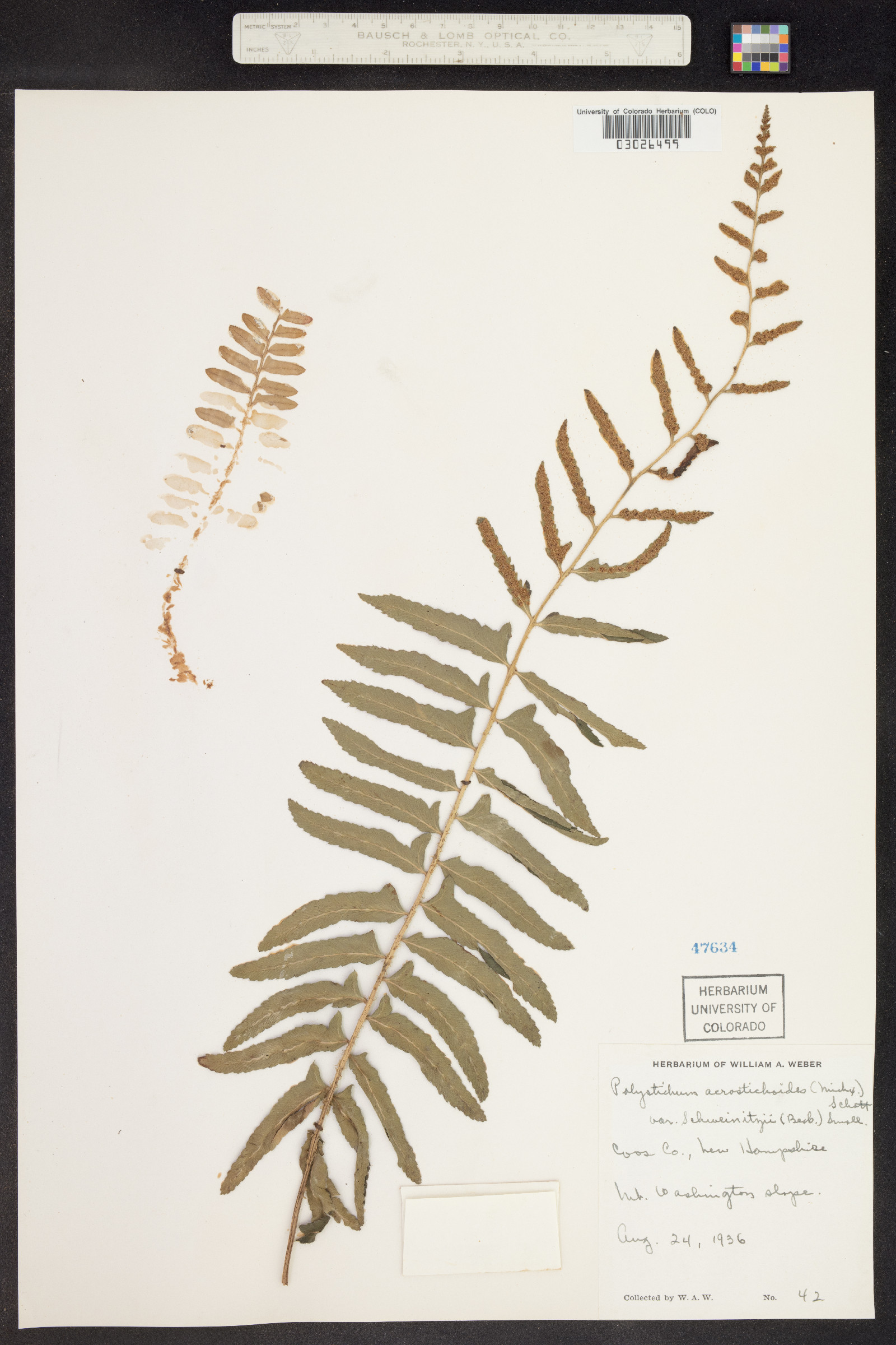 Polystichum acrostichoides image