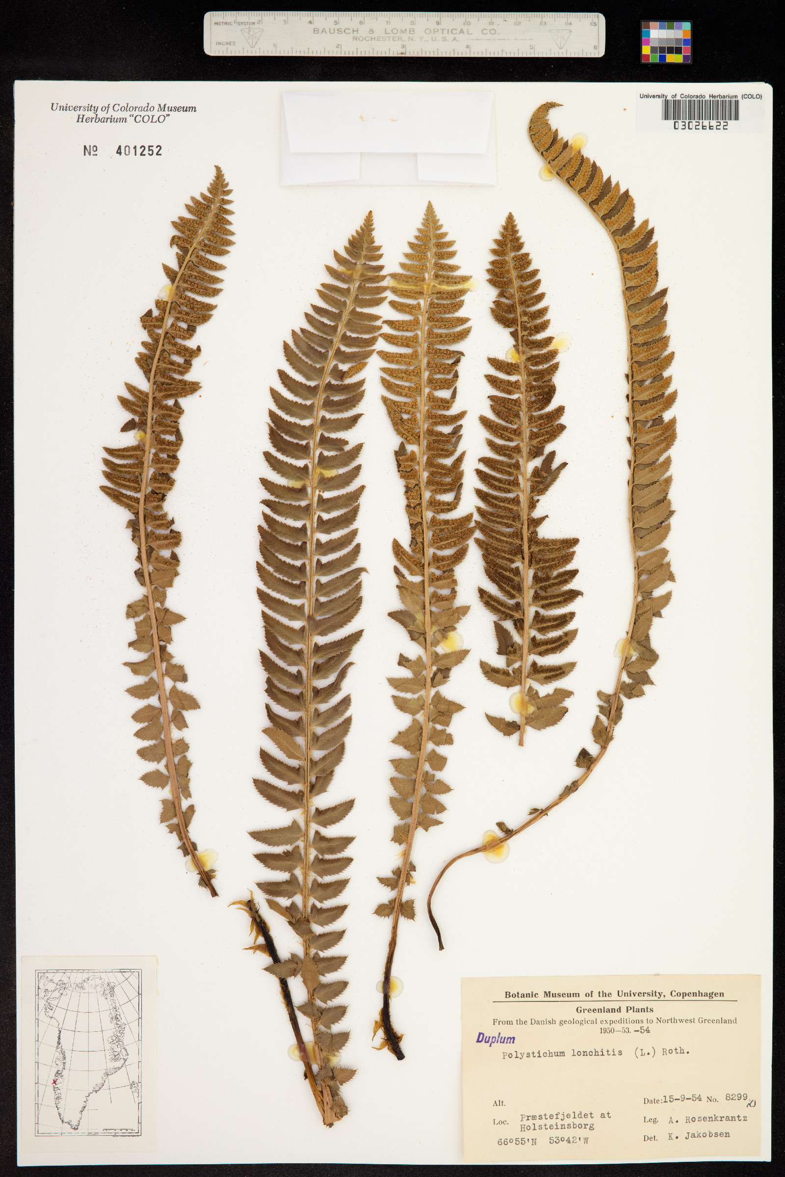 Dryopteridaceae image