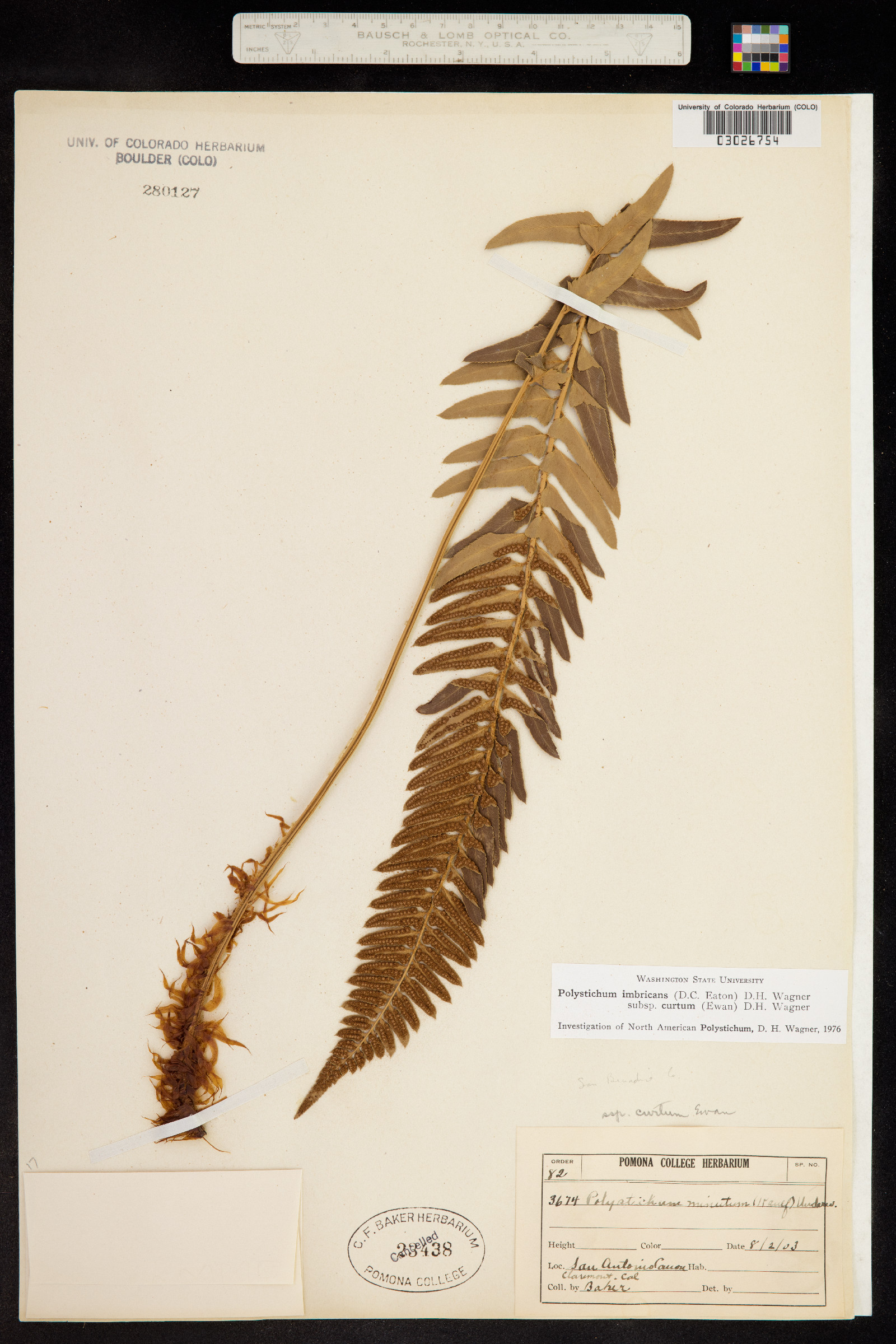 Polystichum imbricans image