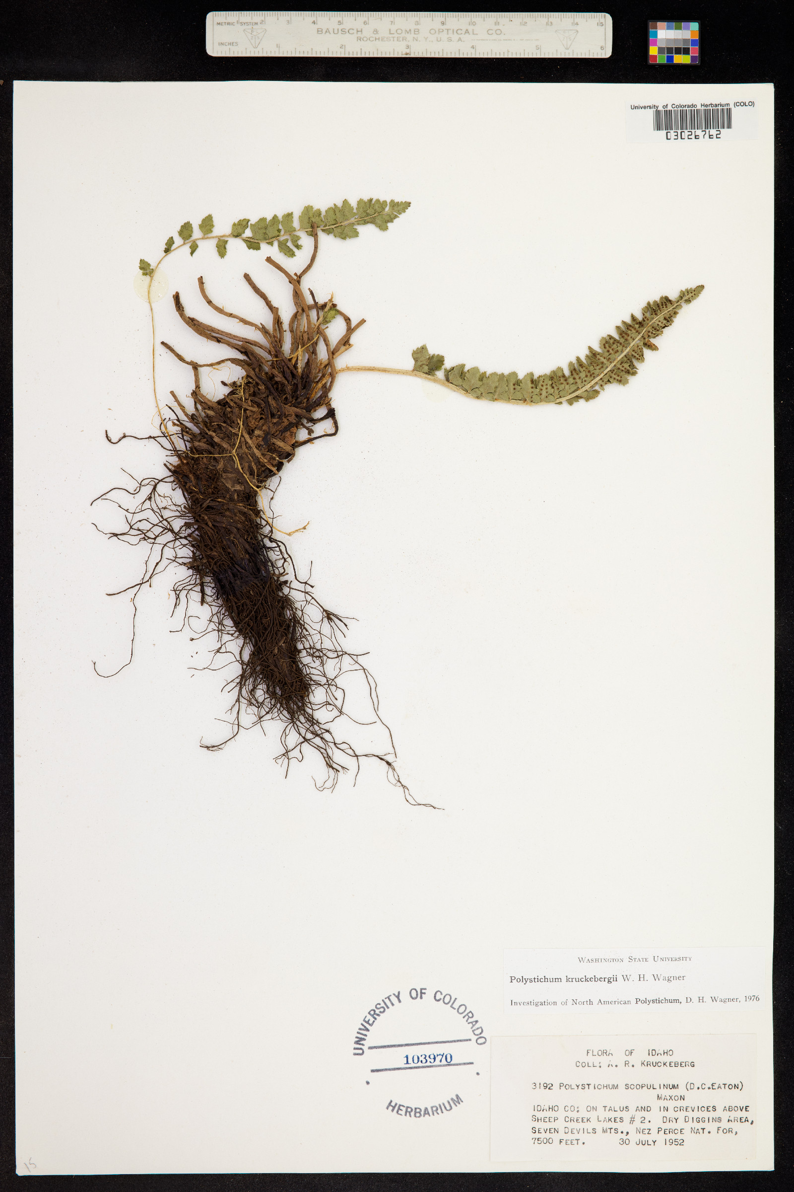 Polystichum kruckebergii image