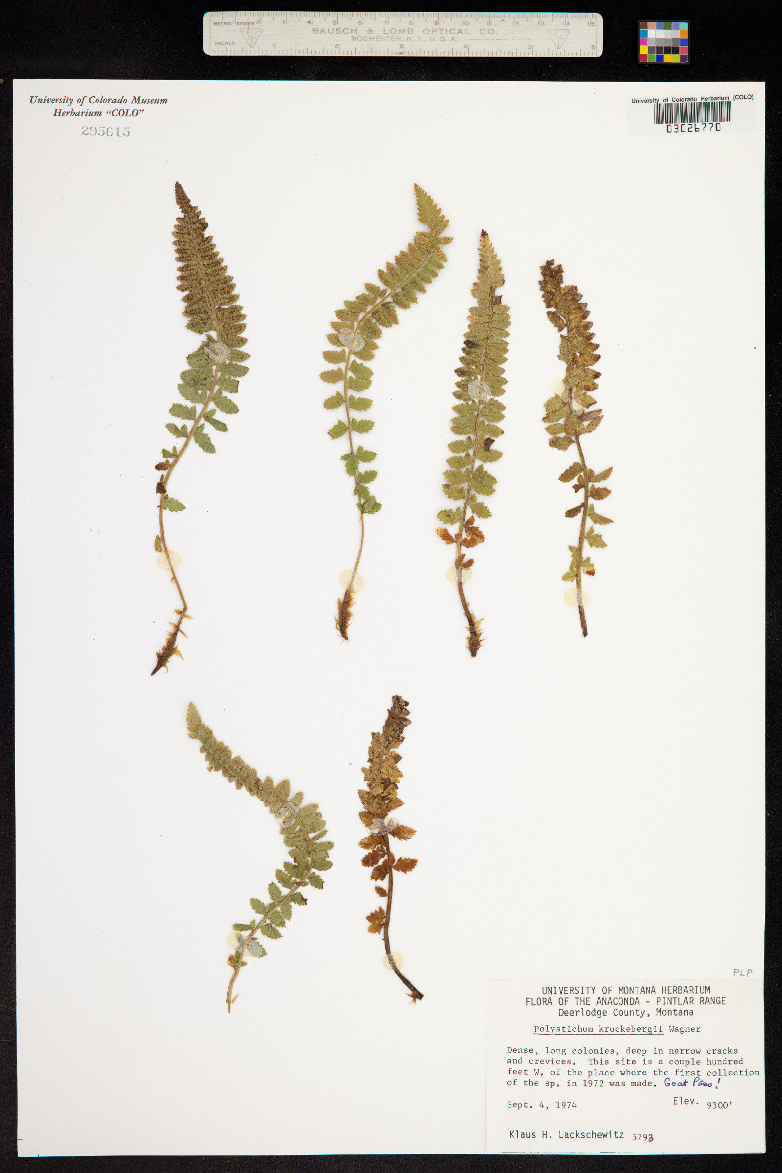 Polystichum kruckebergii image