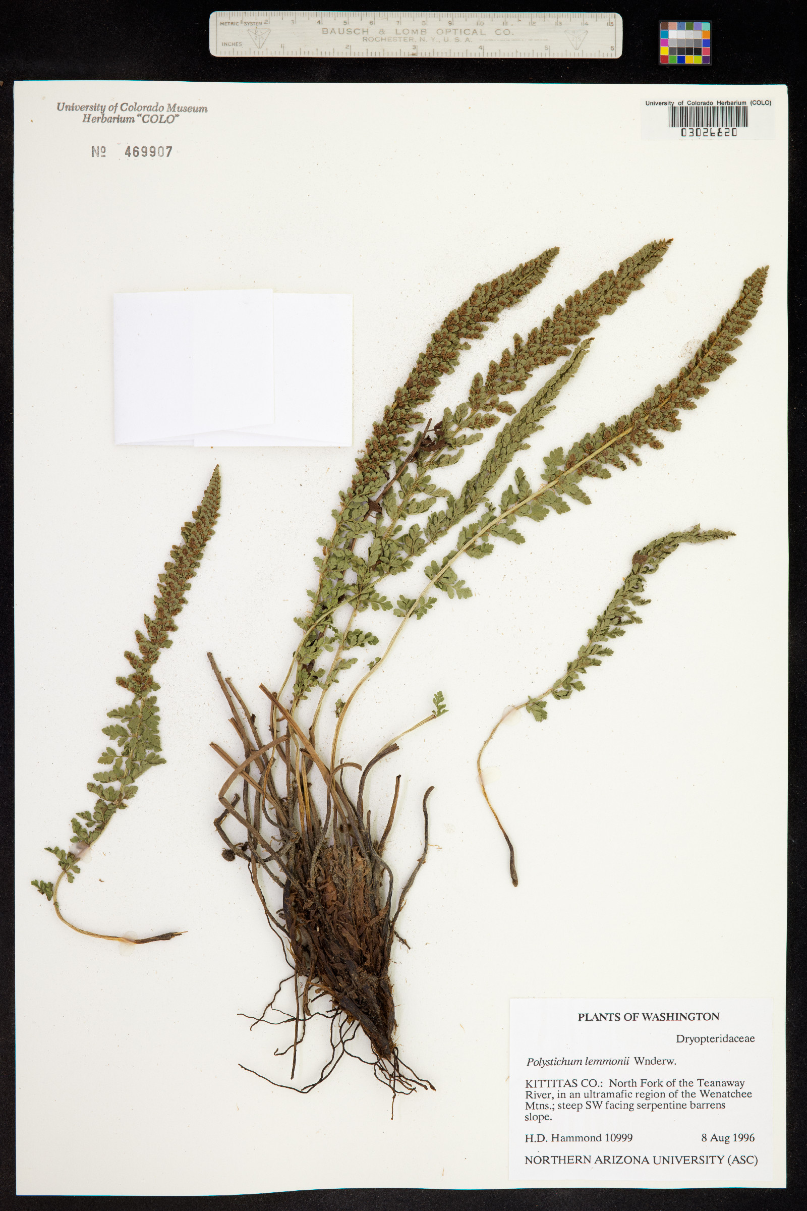 Polystichum lemmonii image
