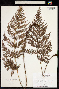 Polystichum hispidum image