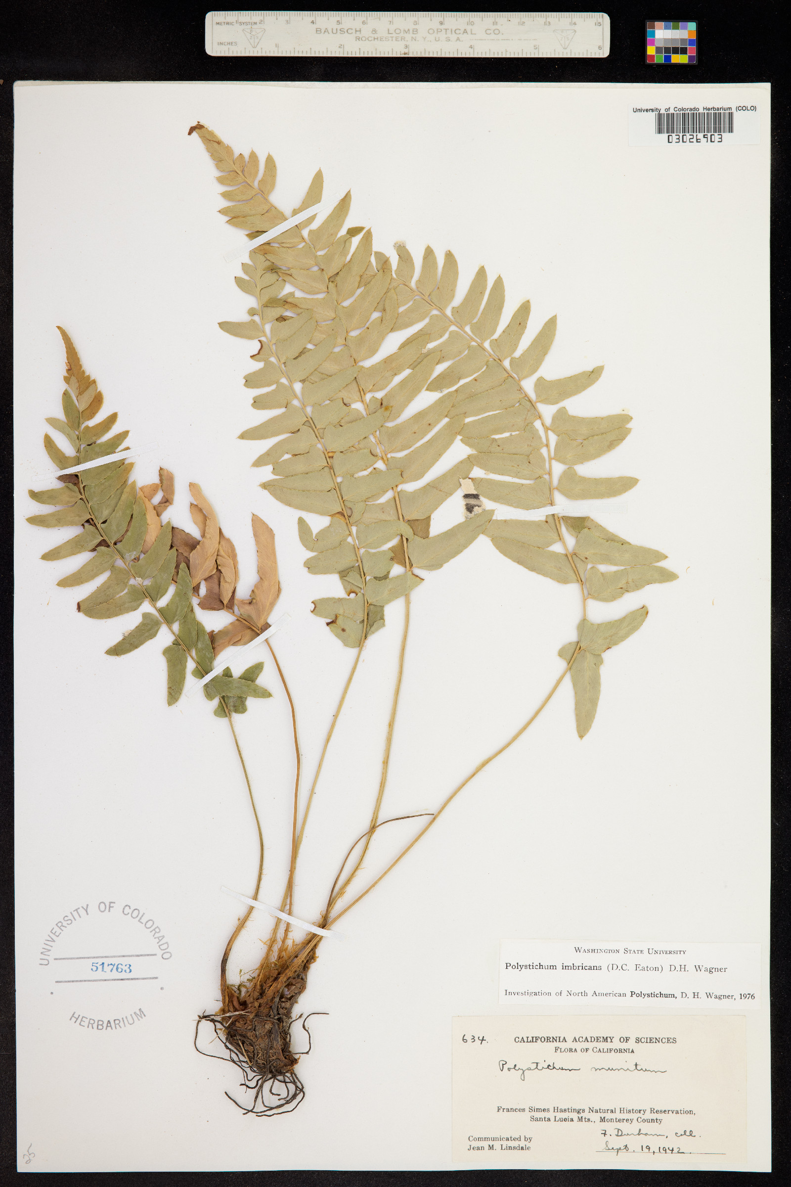 Polystichum imbricans image