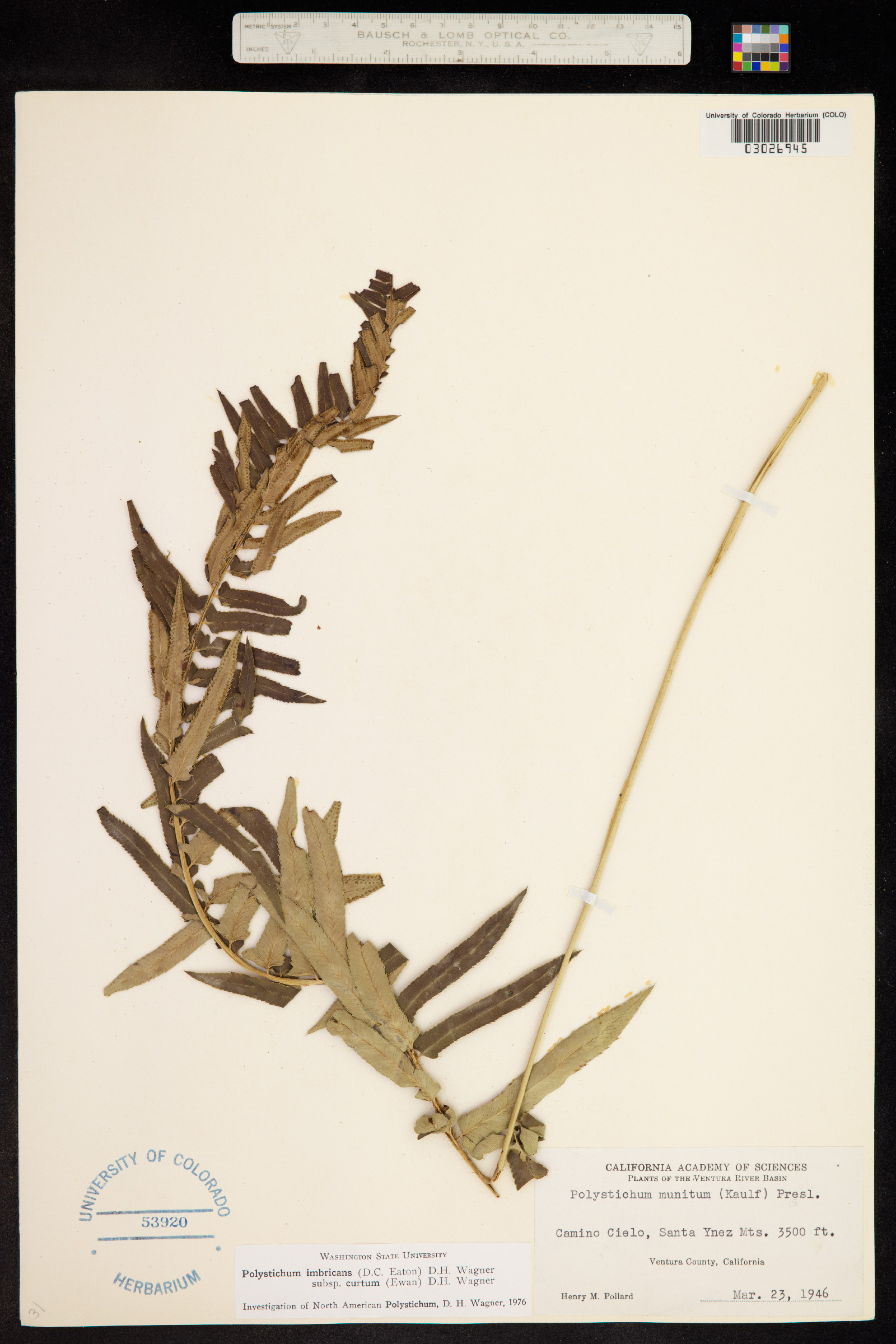 Polystichum imbricans image