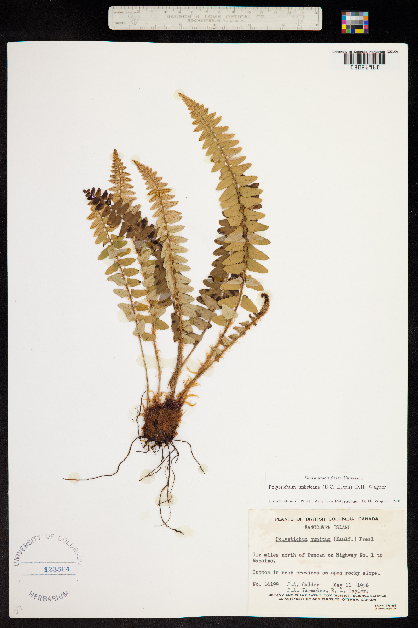 Polystichum imbricans image