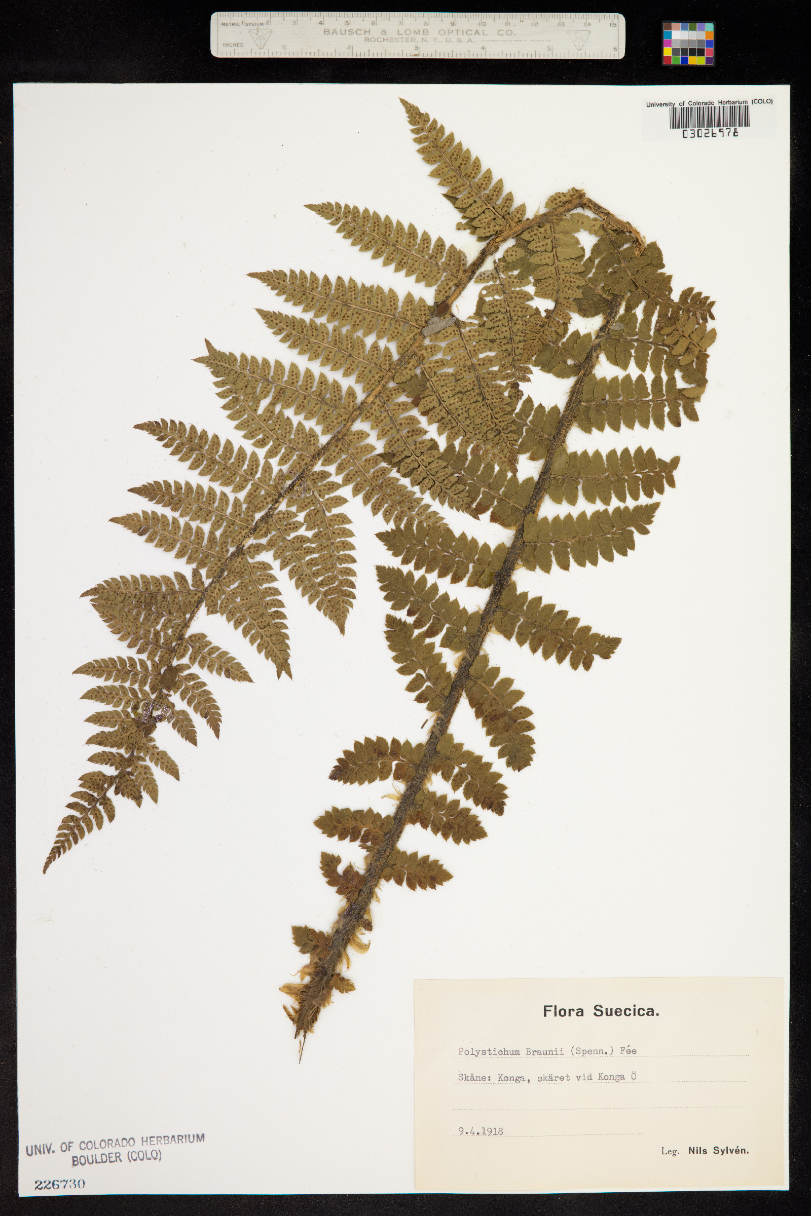 Polystichum braunii image