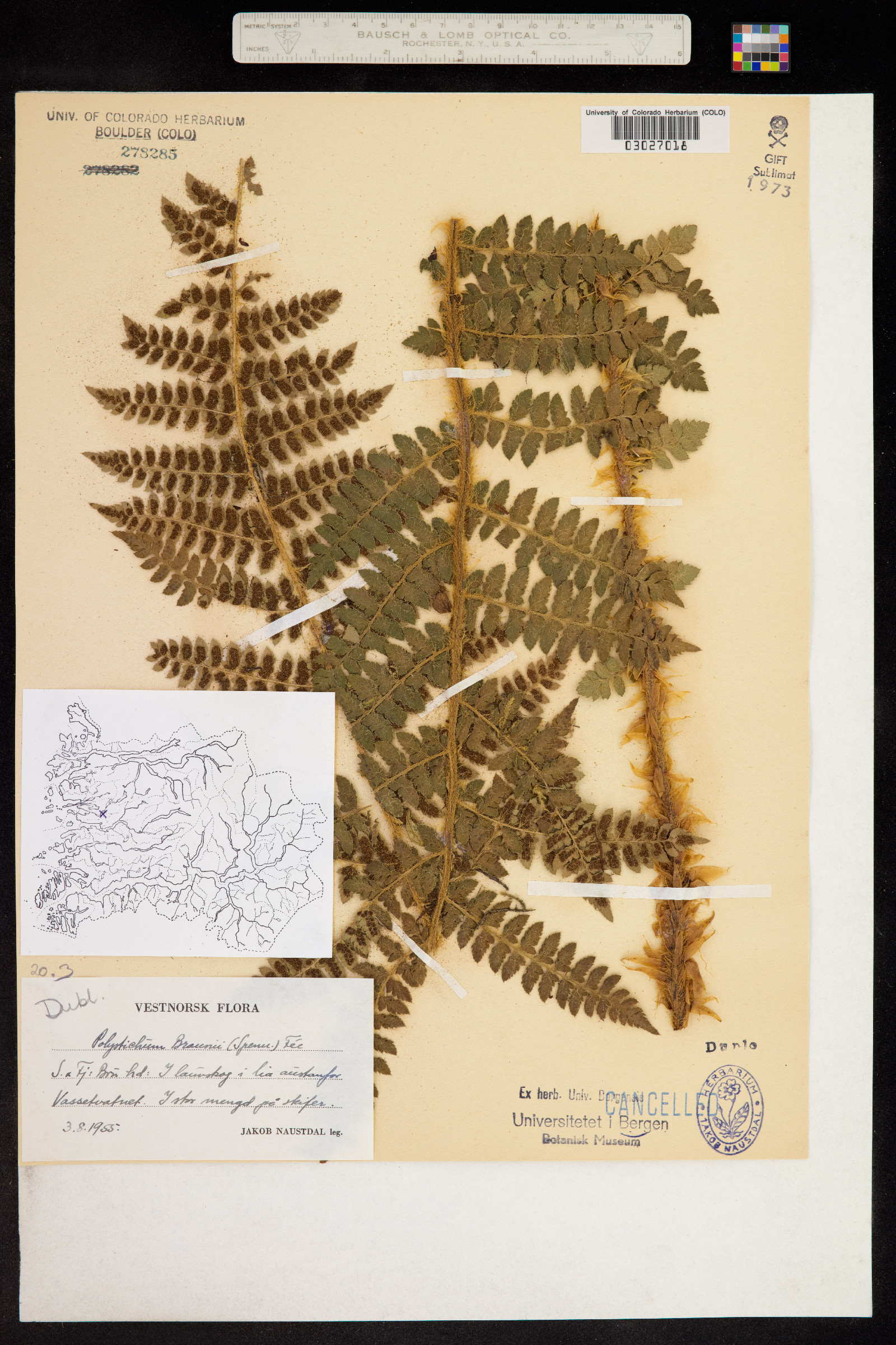 Polystichum braunii image