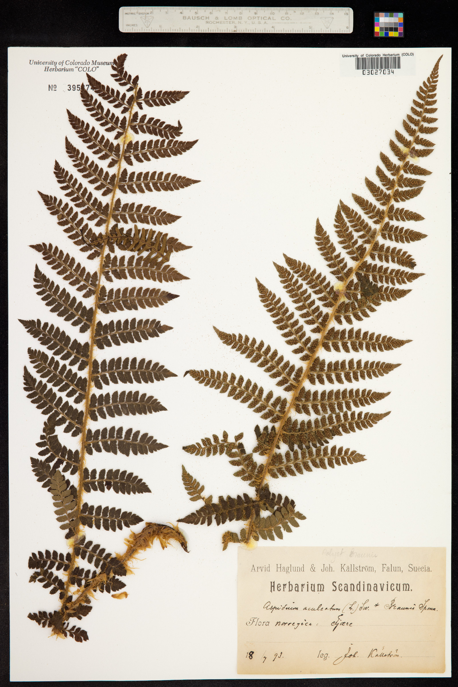 Polystichum braunii image