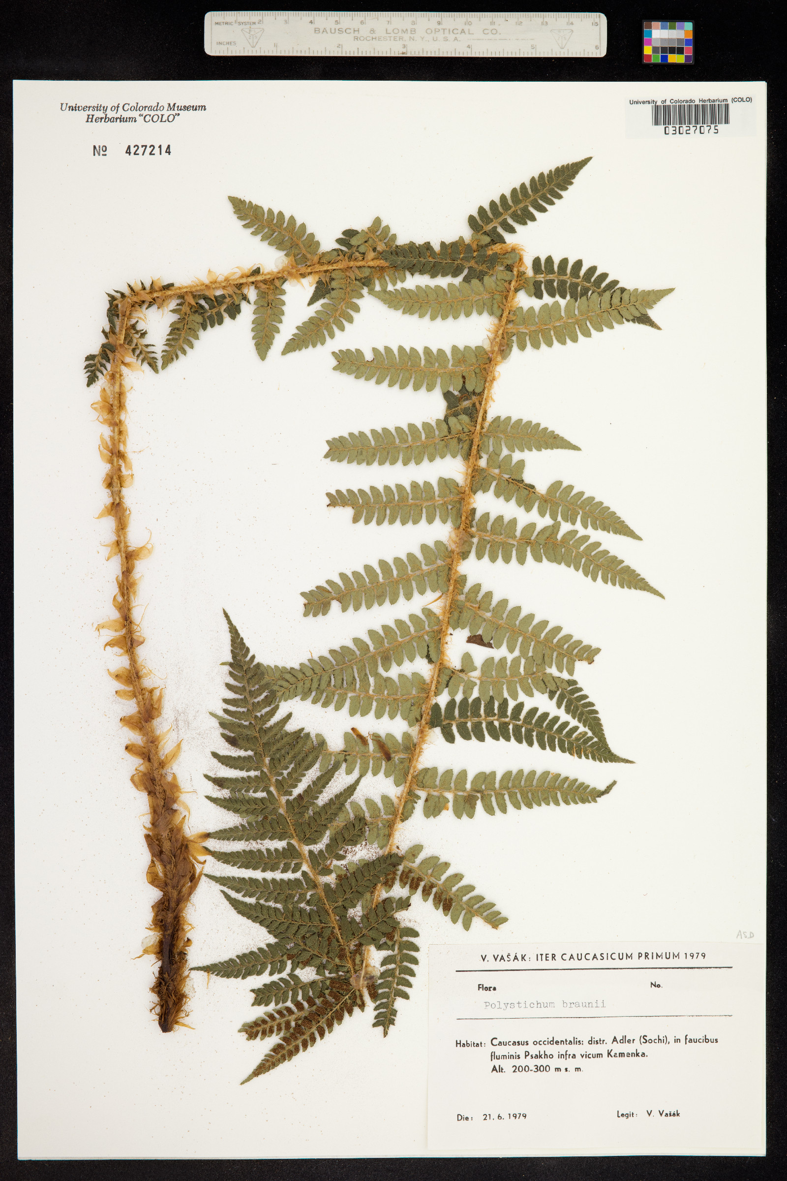 Polystichum braunii image