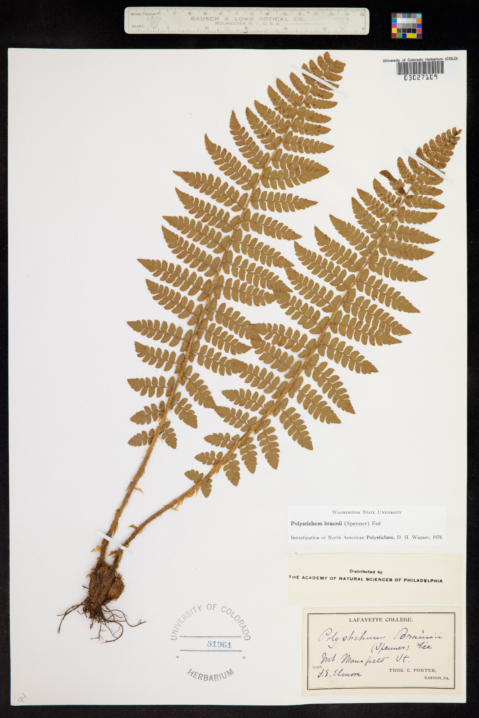 Polystichum braunii image