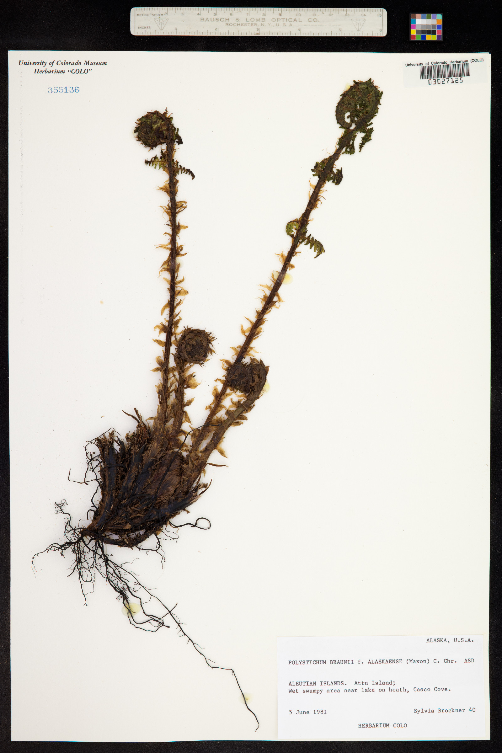 Polystichum braunii image