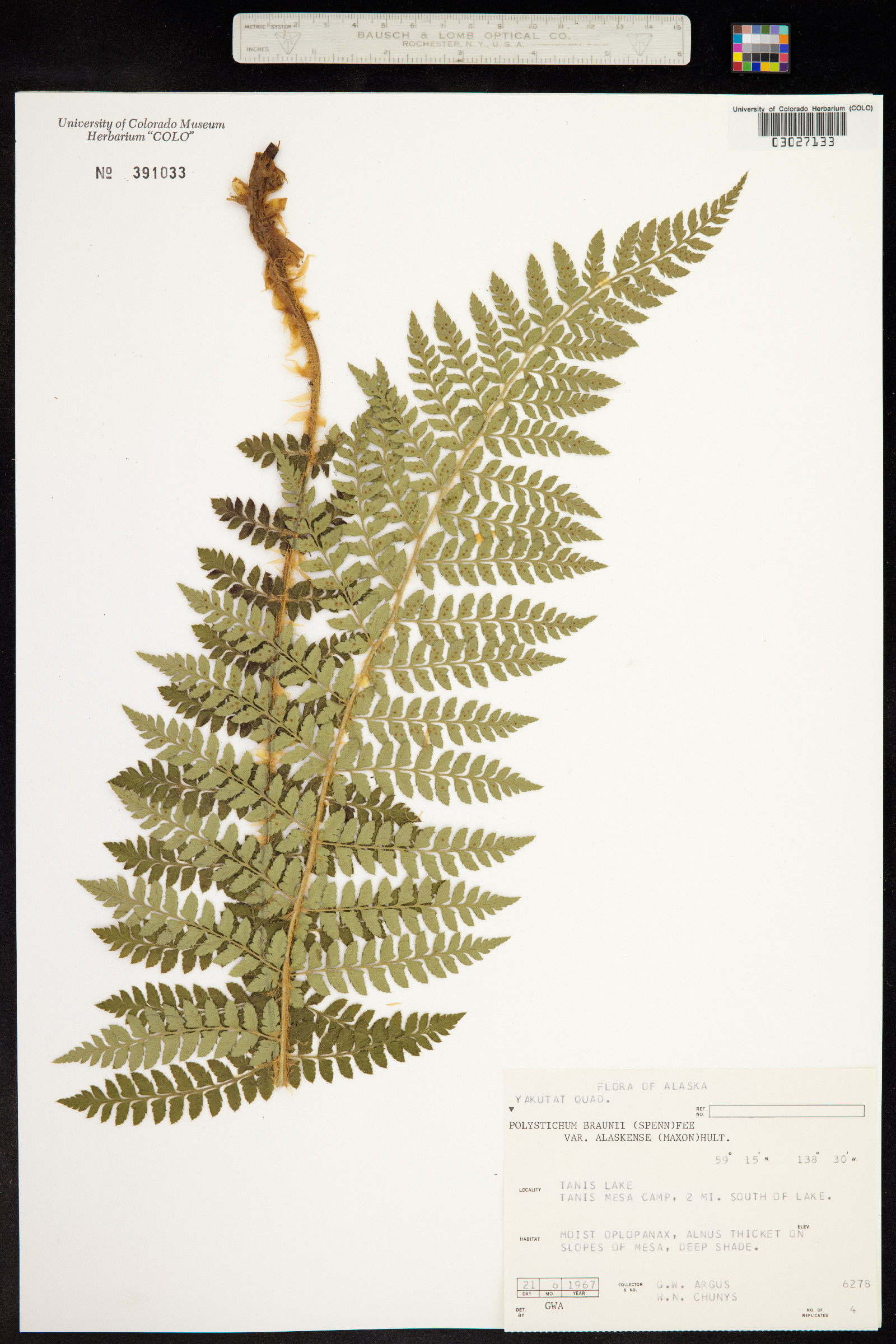 Polystichum braunii image