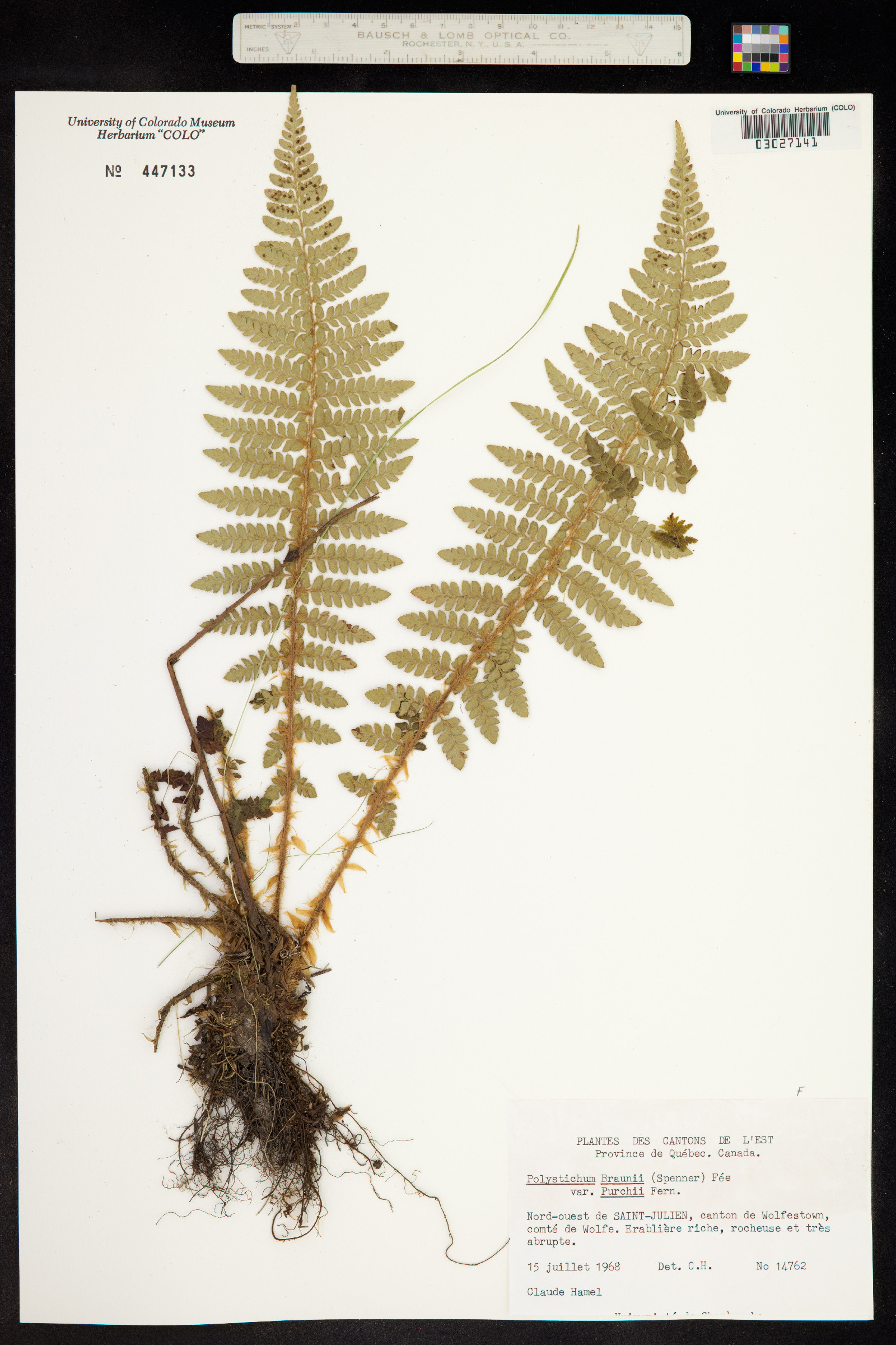 Polystichum braunii image