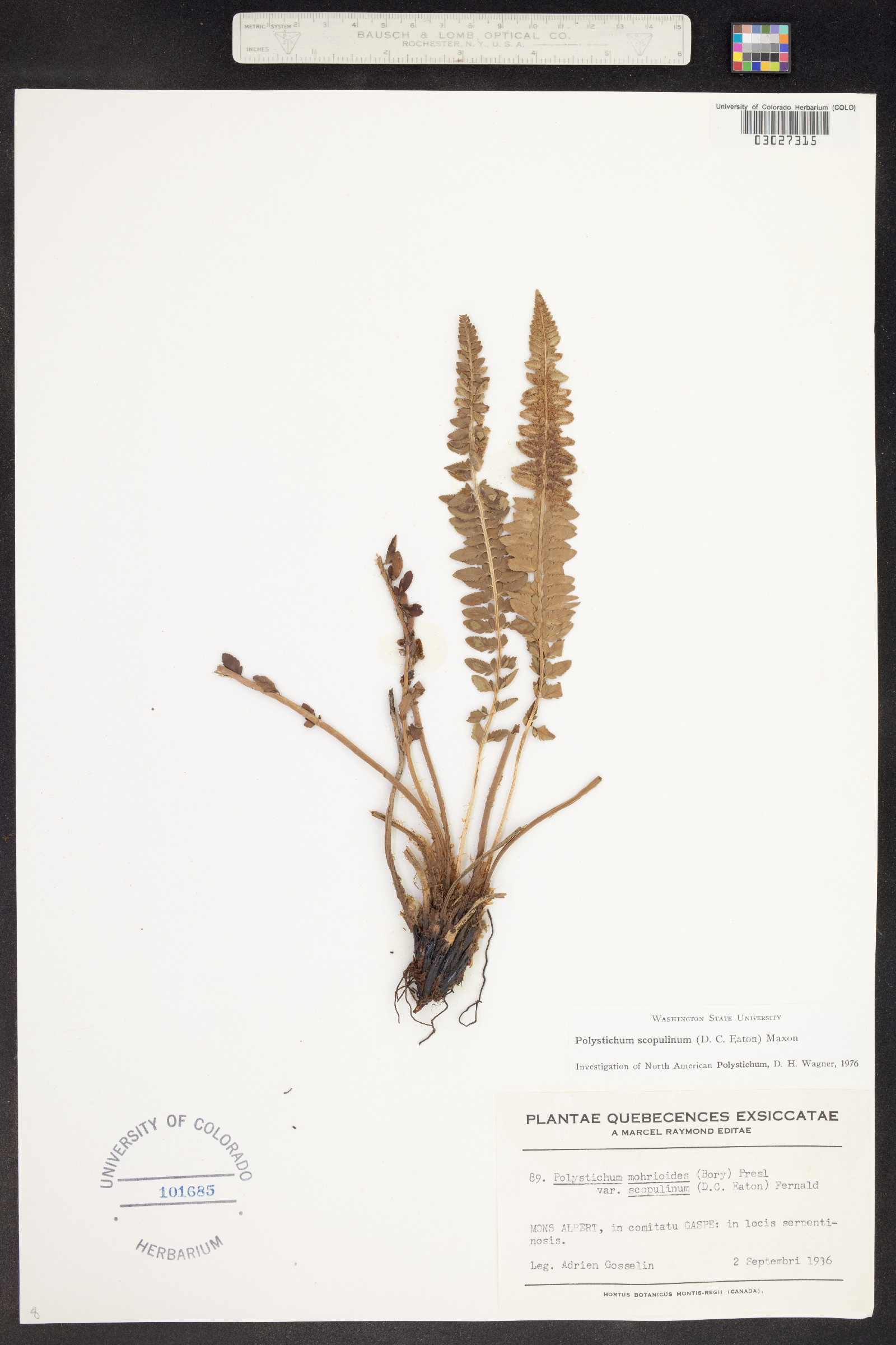 Polystichum scopulinum image