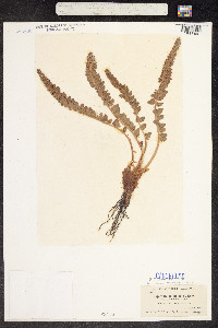 Polystichum scopulinum image