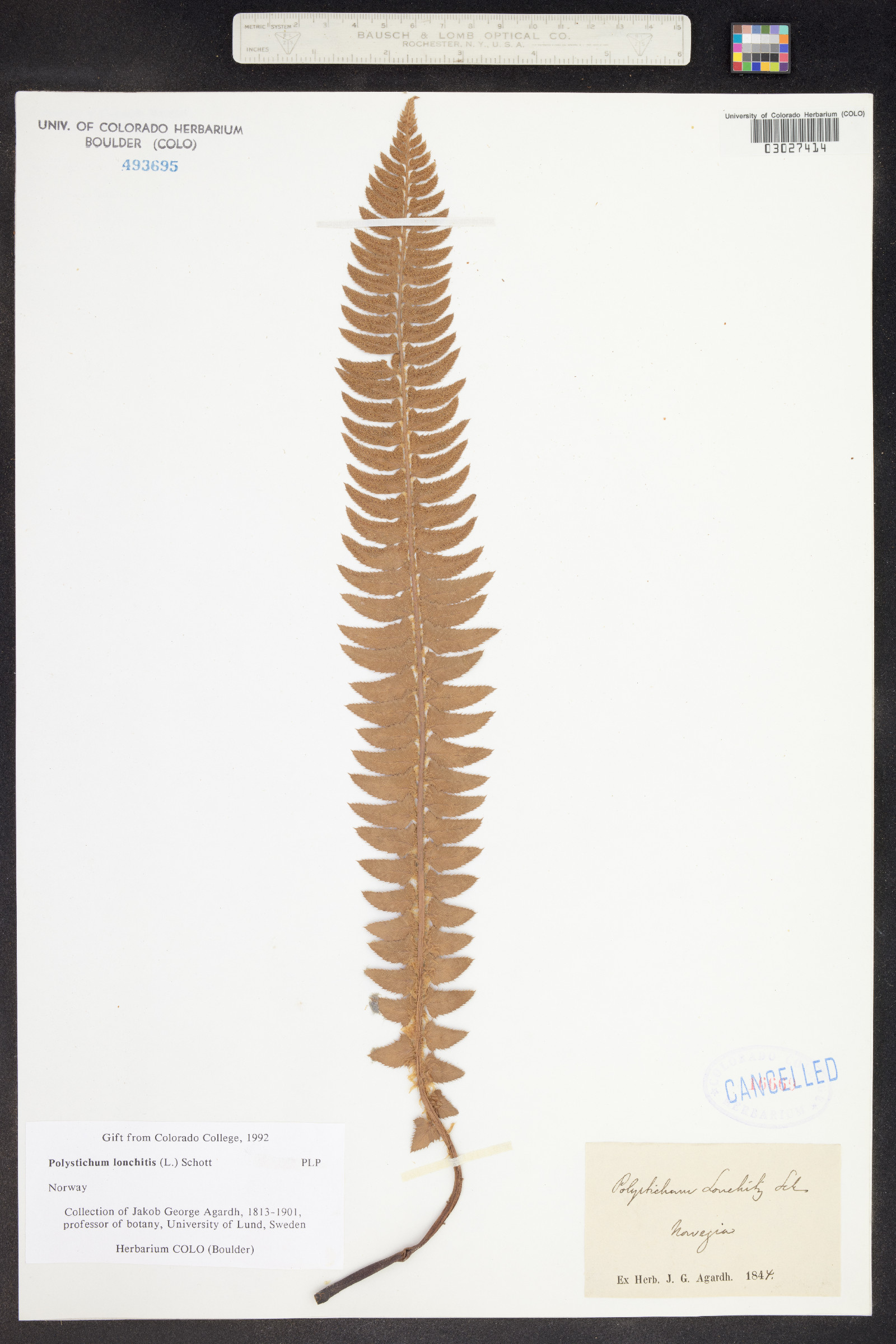 Polystichum lonchitis image