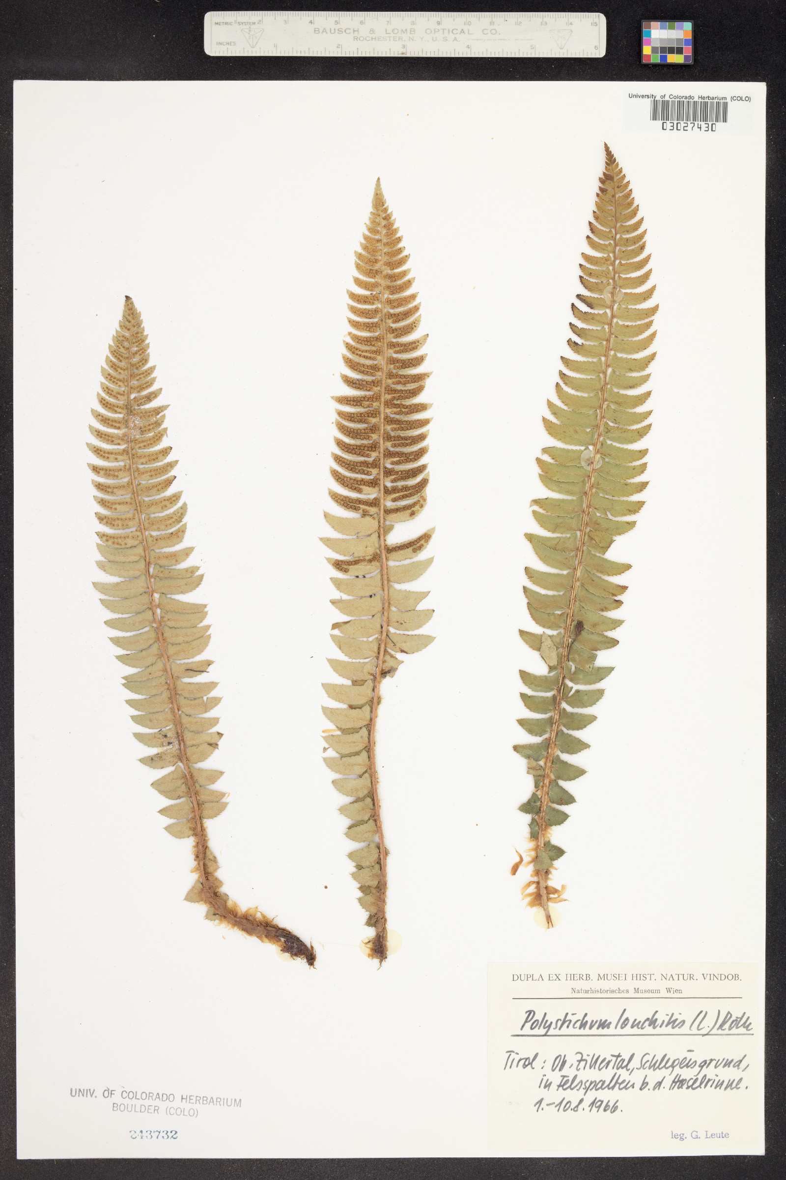 Polystichum lonchitis image