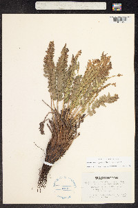 Image of Polystichum scopulinum