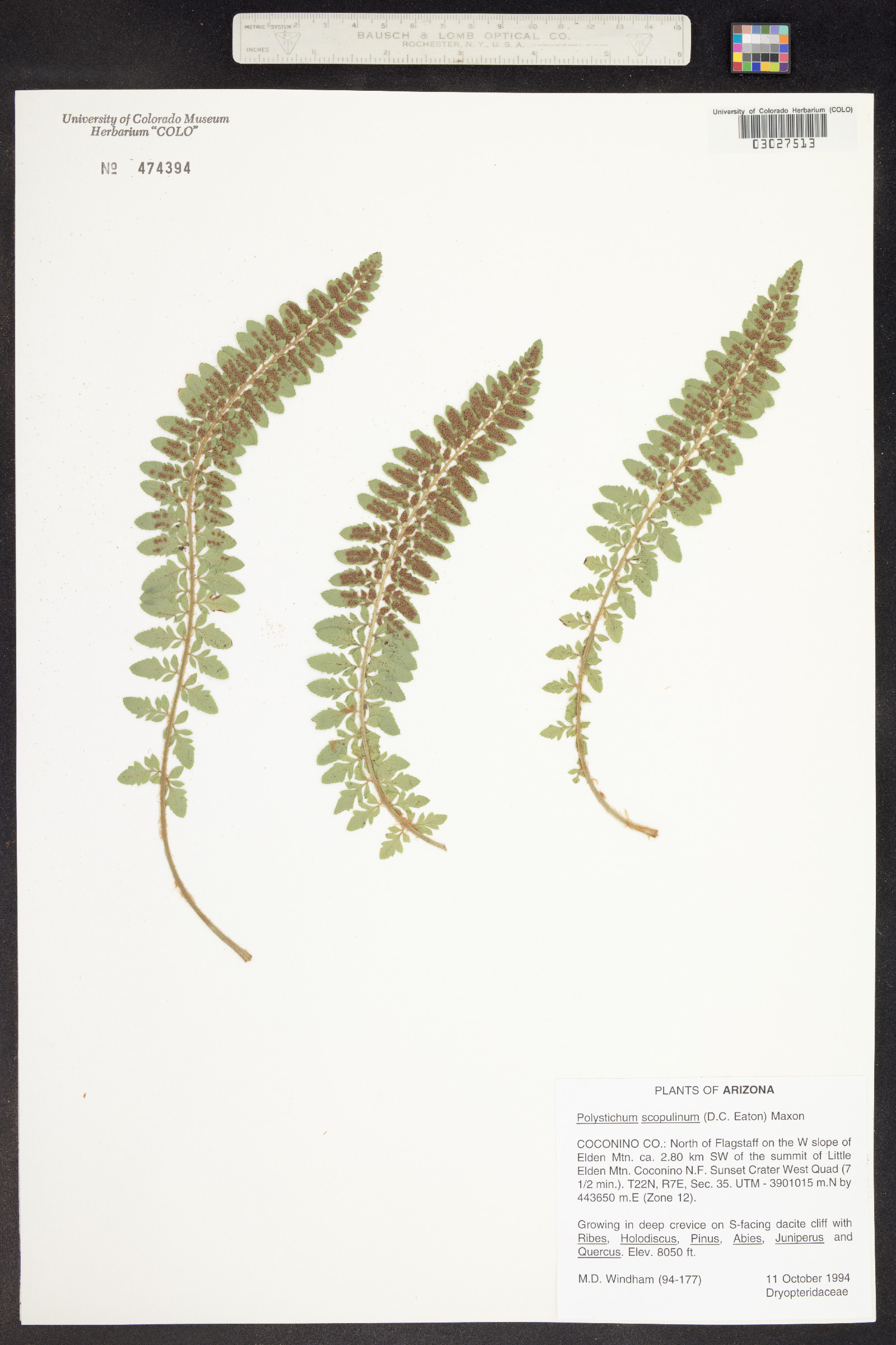 Polystichum scopulinum image