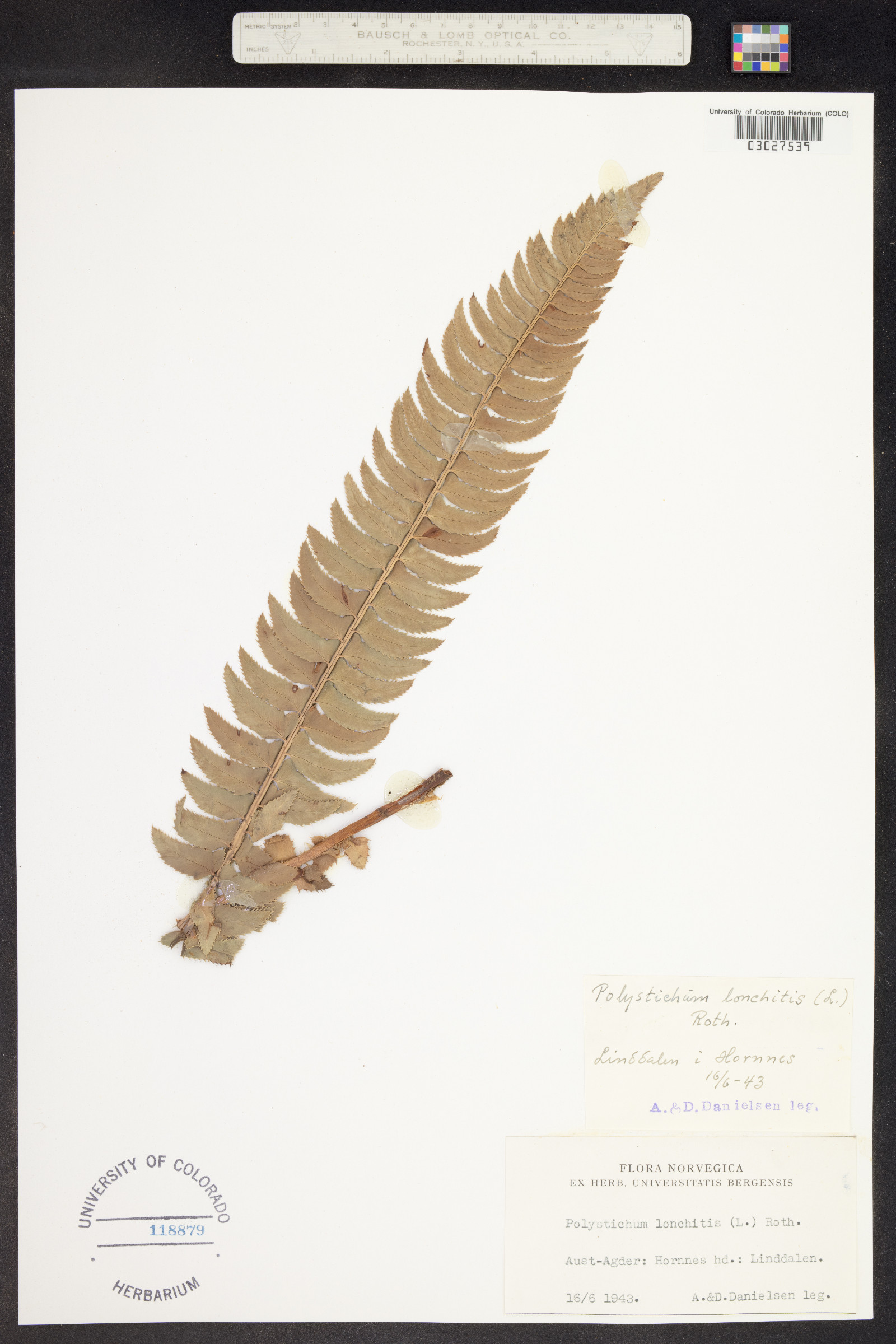 Polystichum lonchitis image