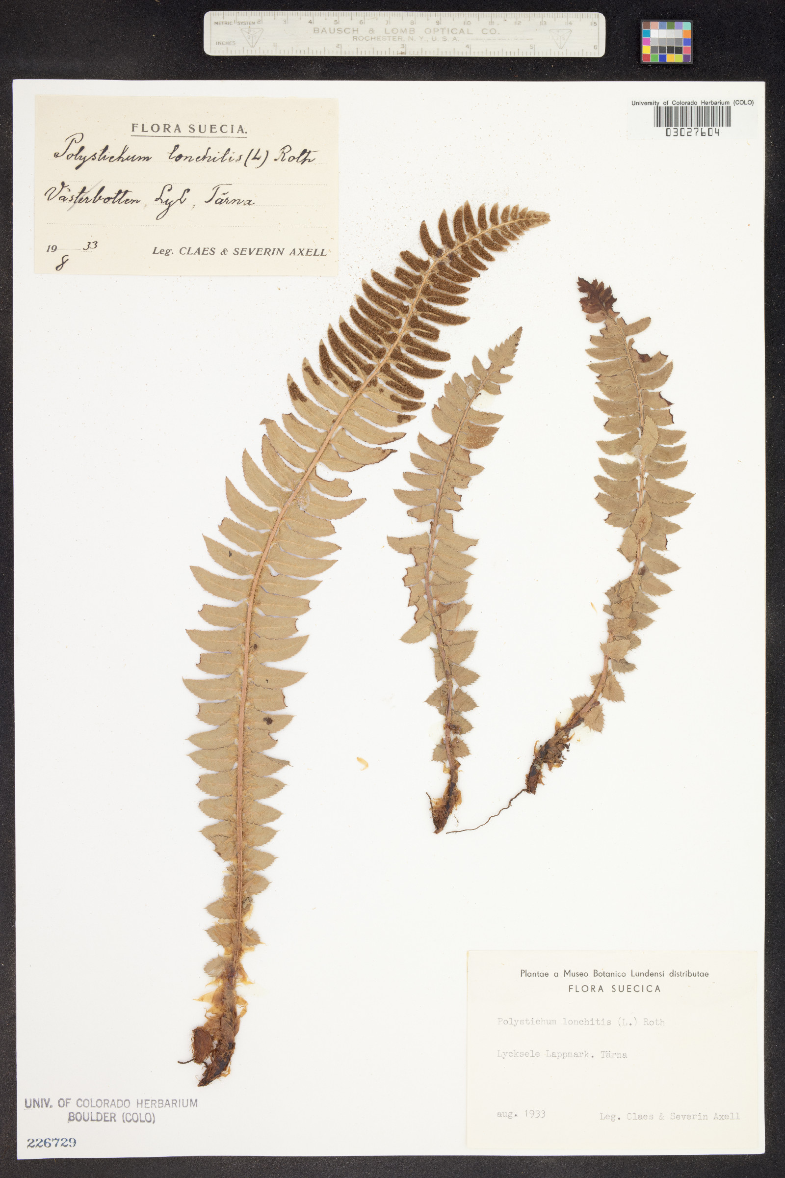 Polystichum lonchitis image