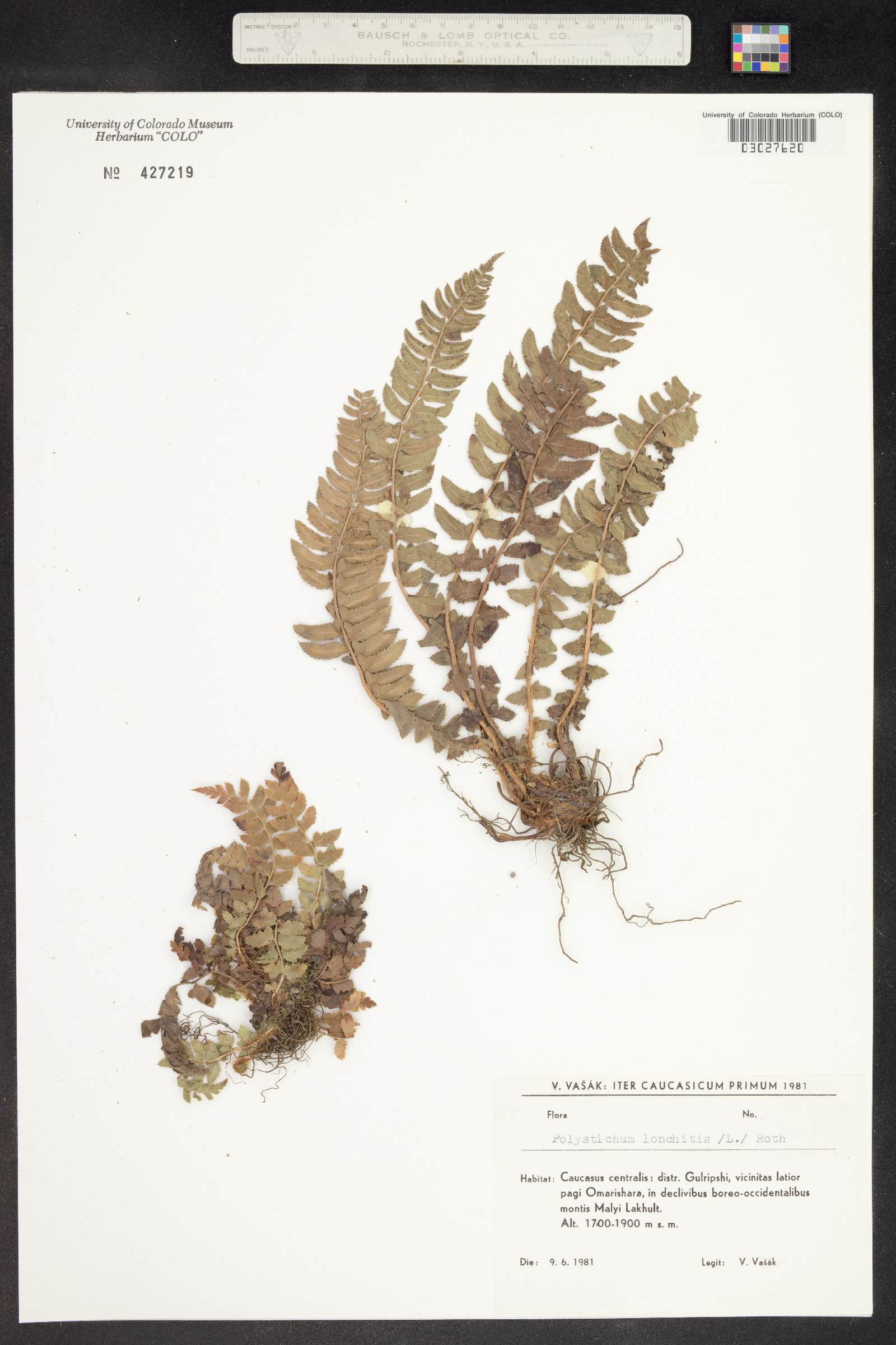 Polystichum lonchitis image