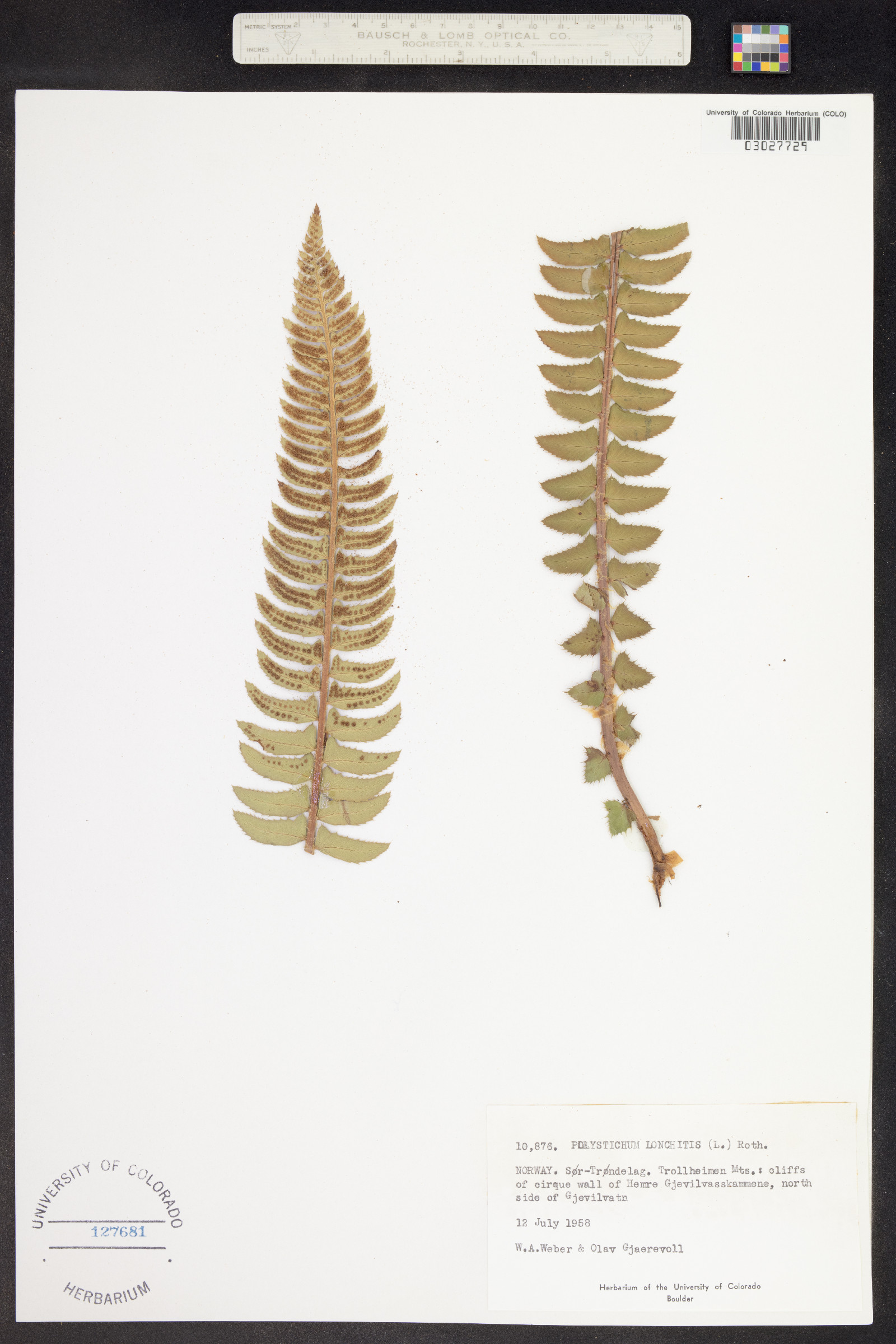 Polystichum lonchitis image