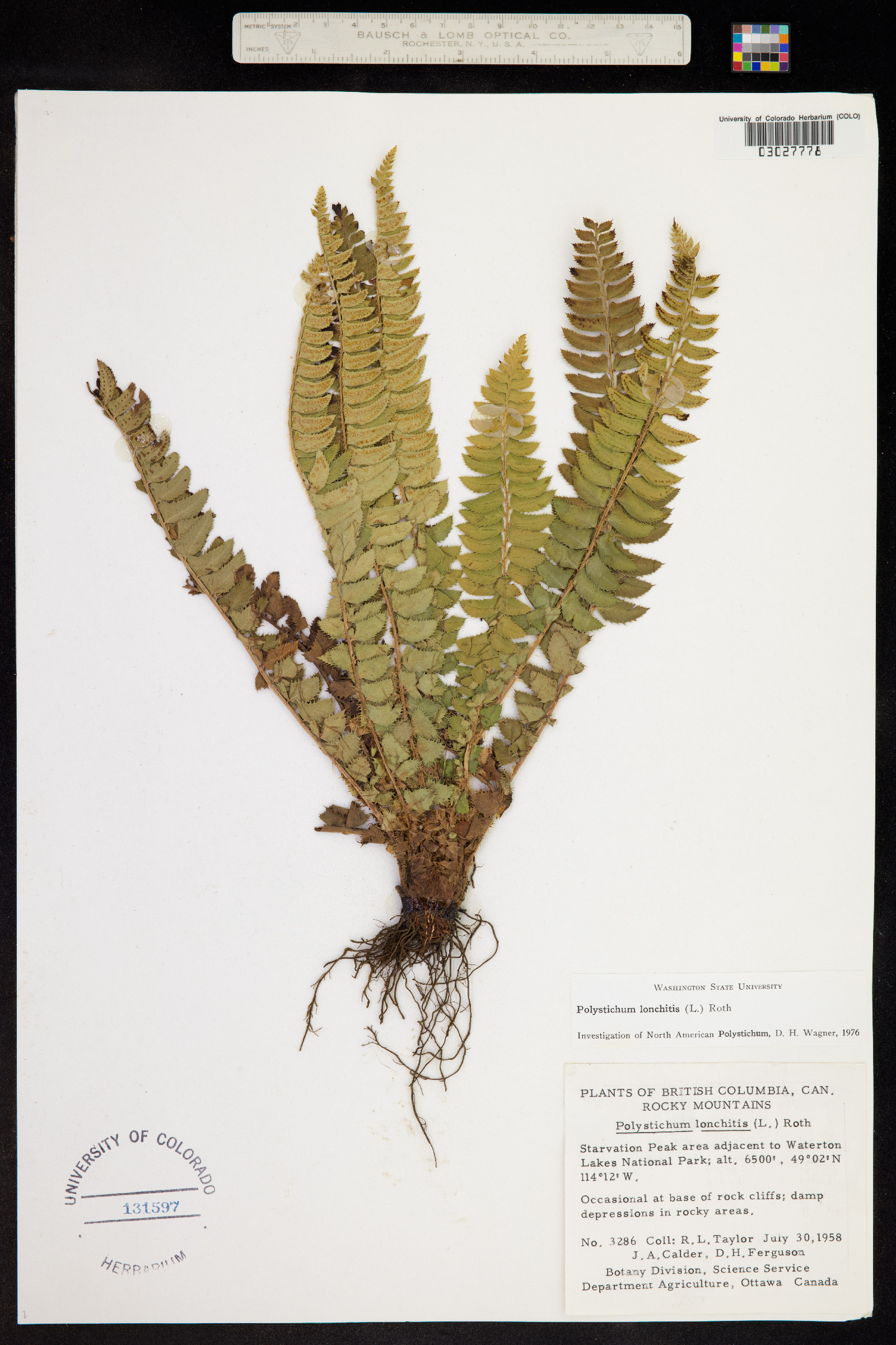 Polystichum lonchitis image