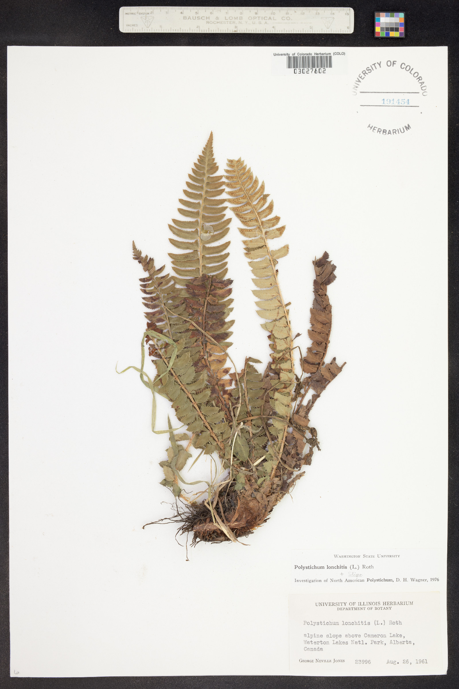 Polystichum lonchitis image