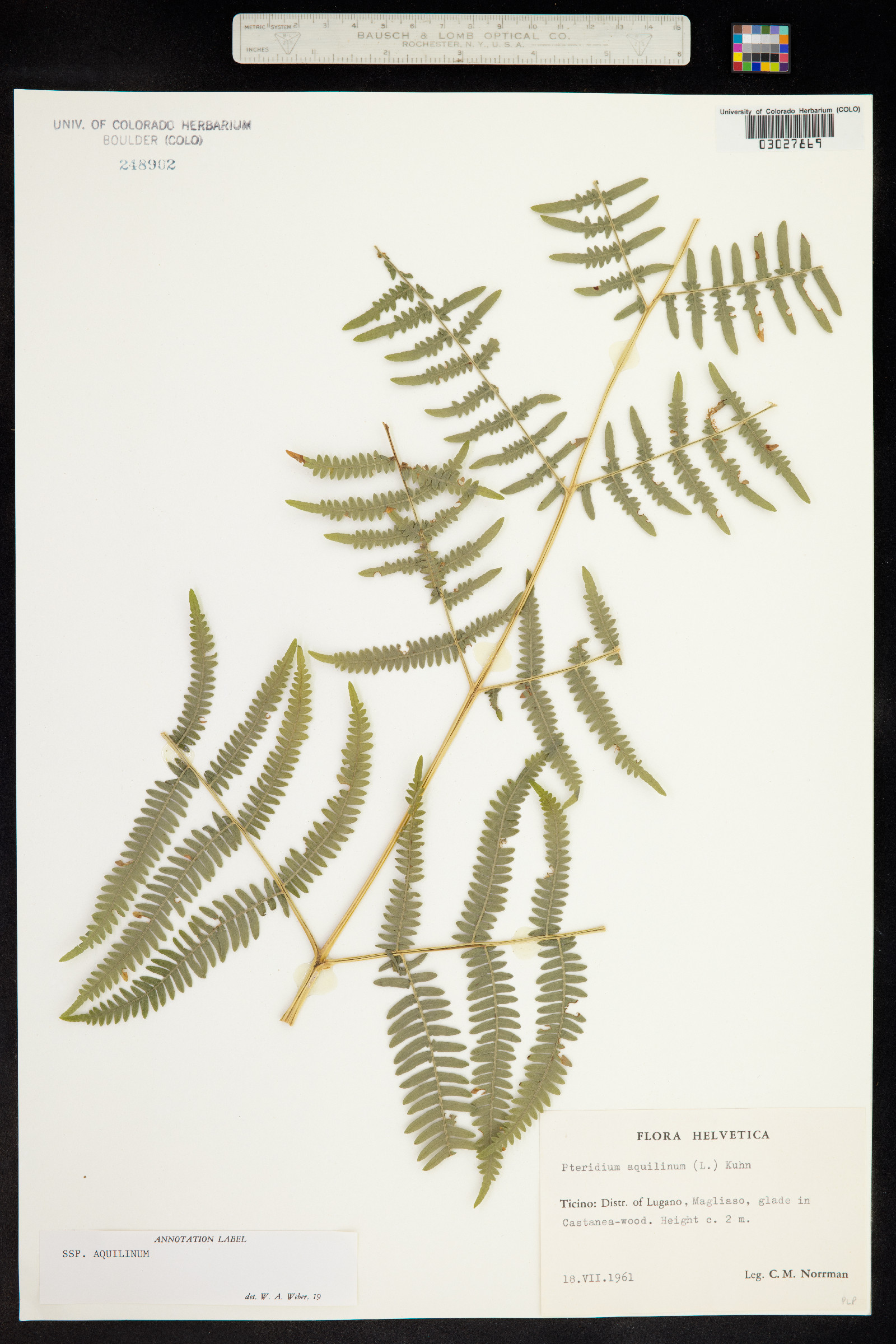 Dennstaedtiaceae image