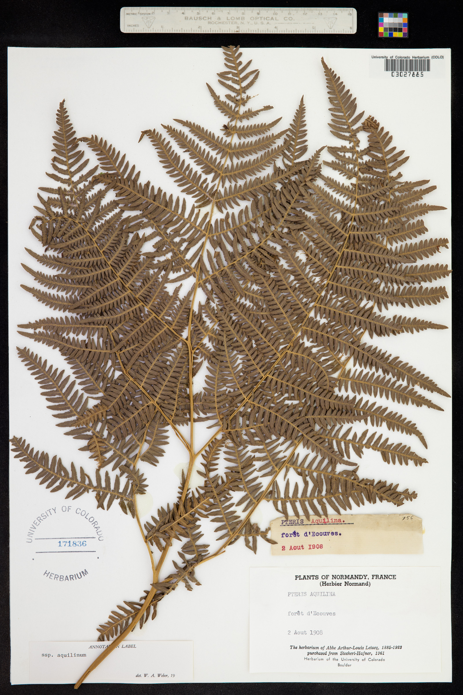 Pteridium aquilinum image