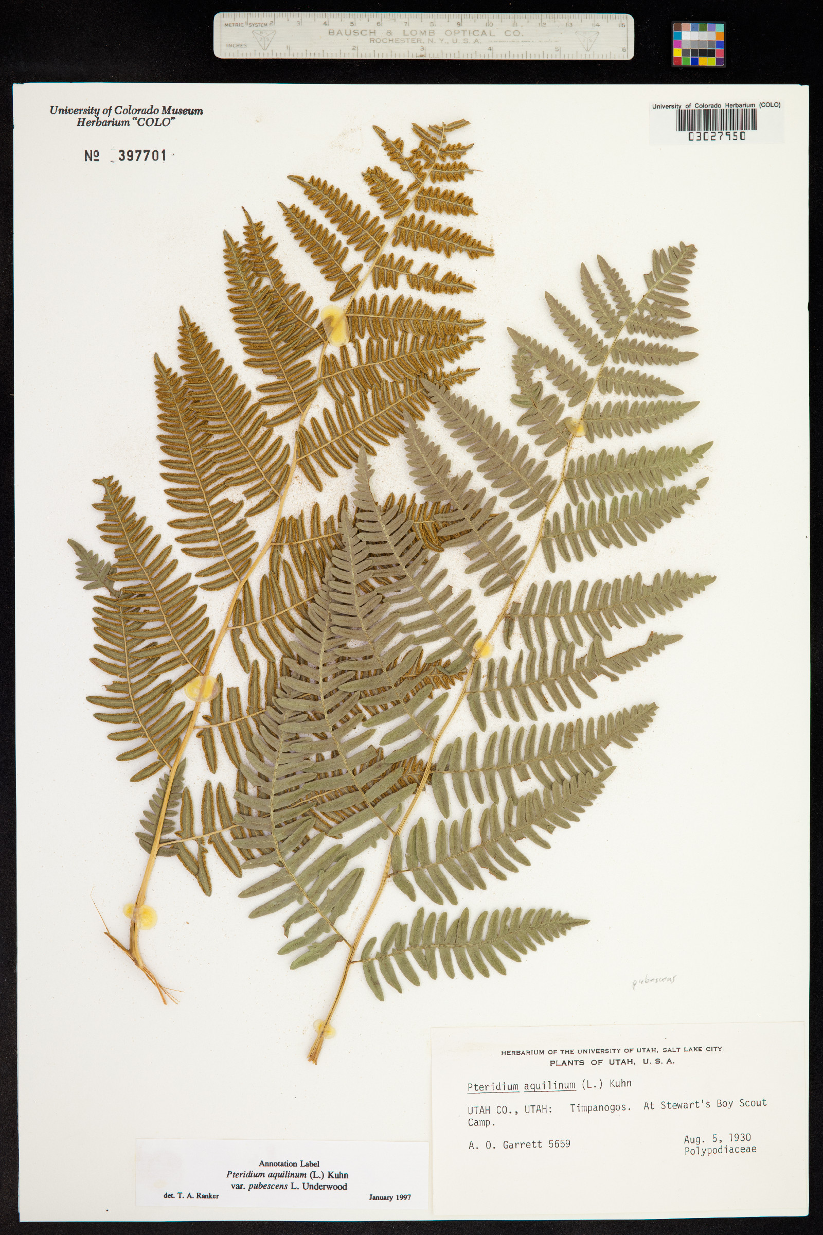 Pteridium aquilinum image