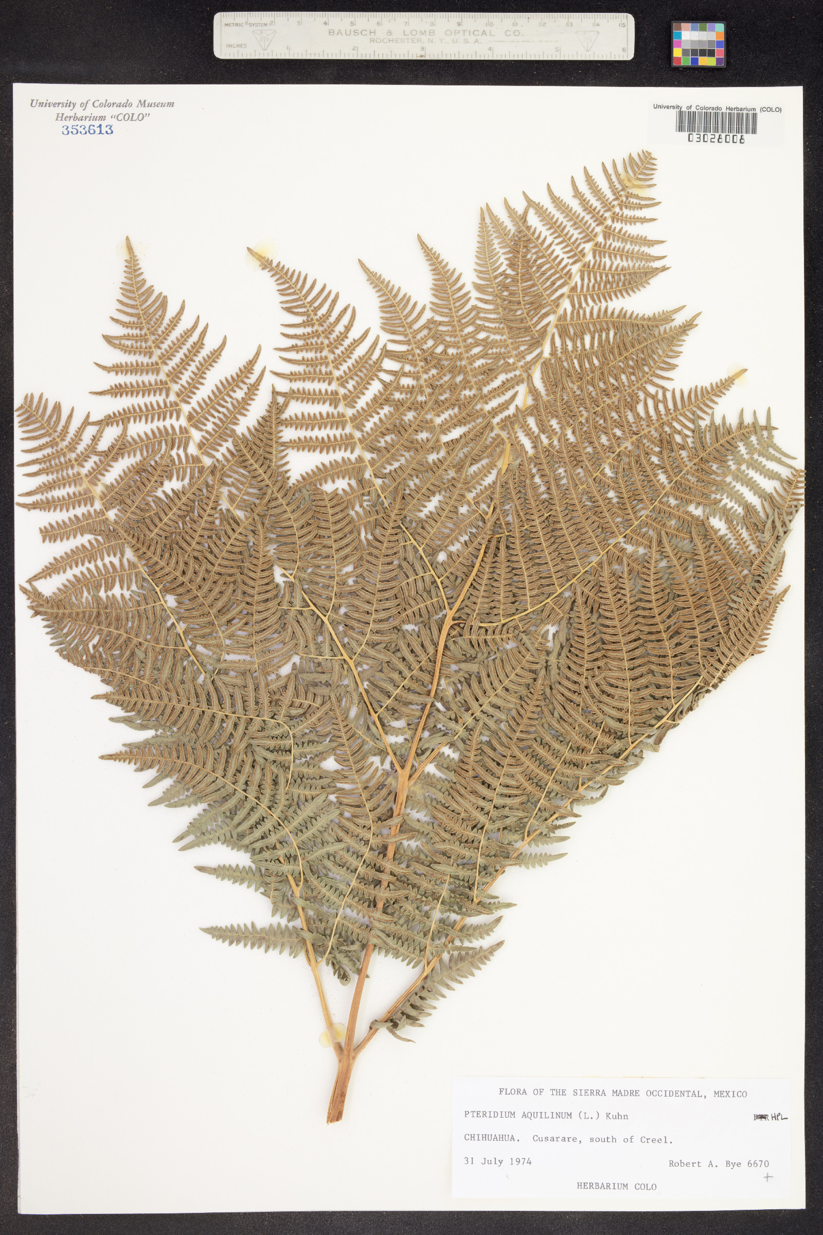 Pteridium aquilinum subsp. aquilinum image