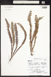 Prosaptia alata image