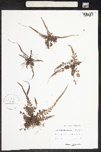 Image of Polystichum rhizophyllum