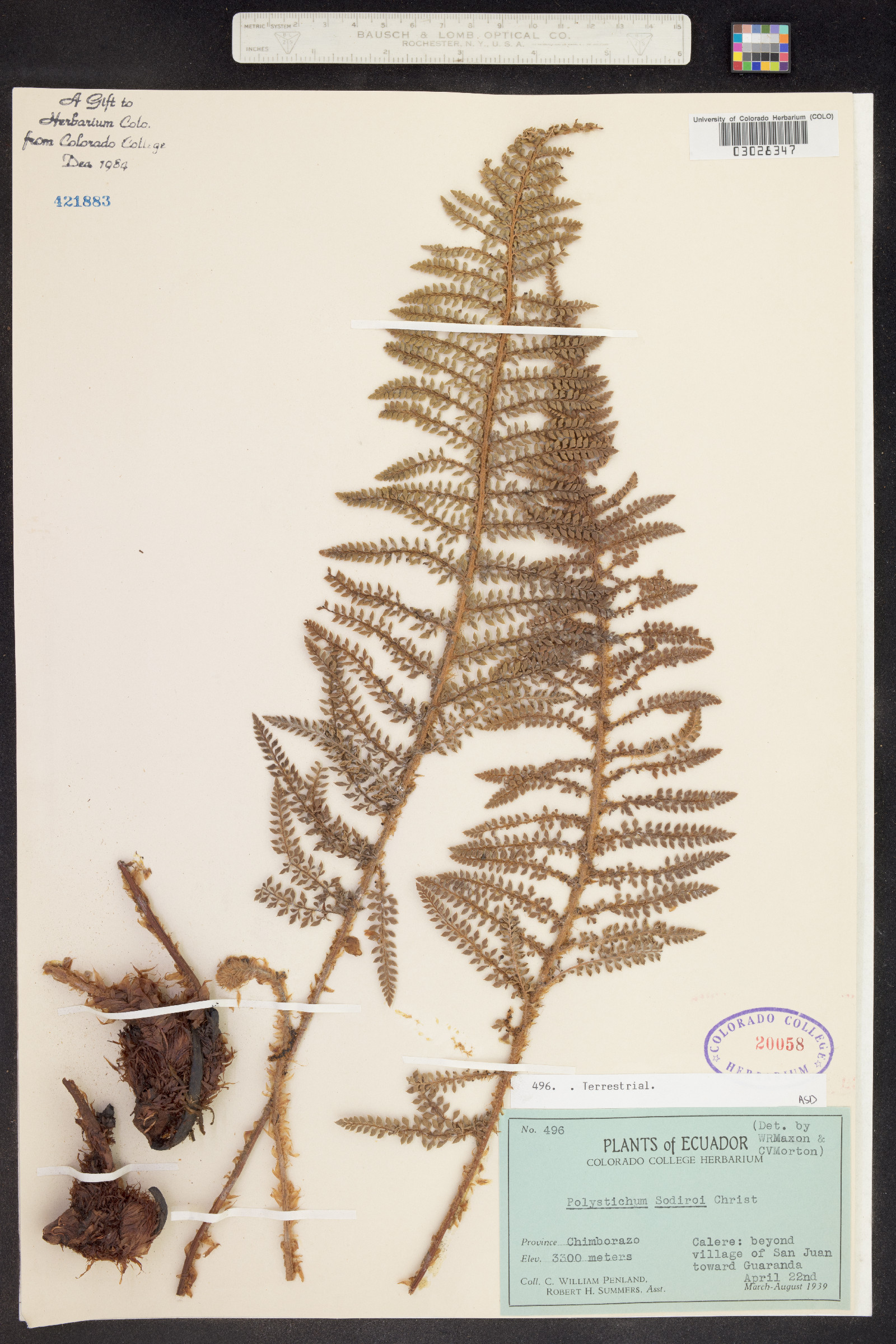 Polystichum sodiroi image