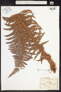 Polystichum speciosissimum image