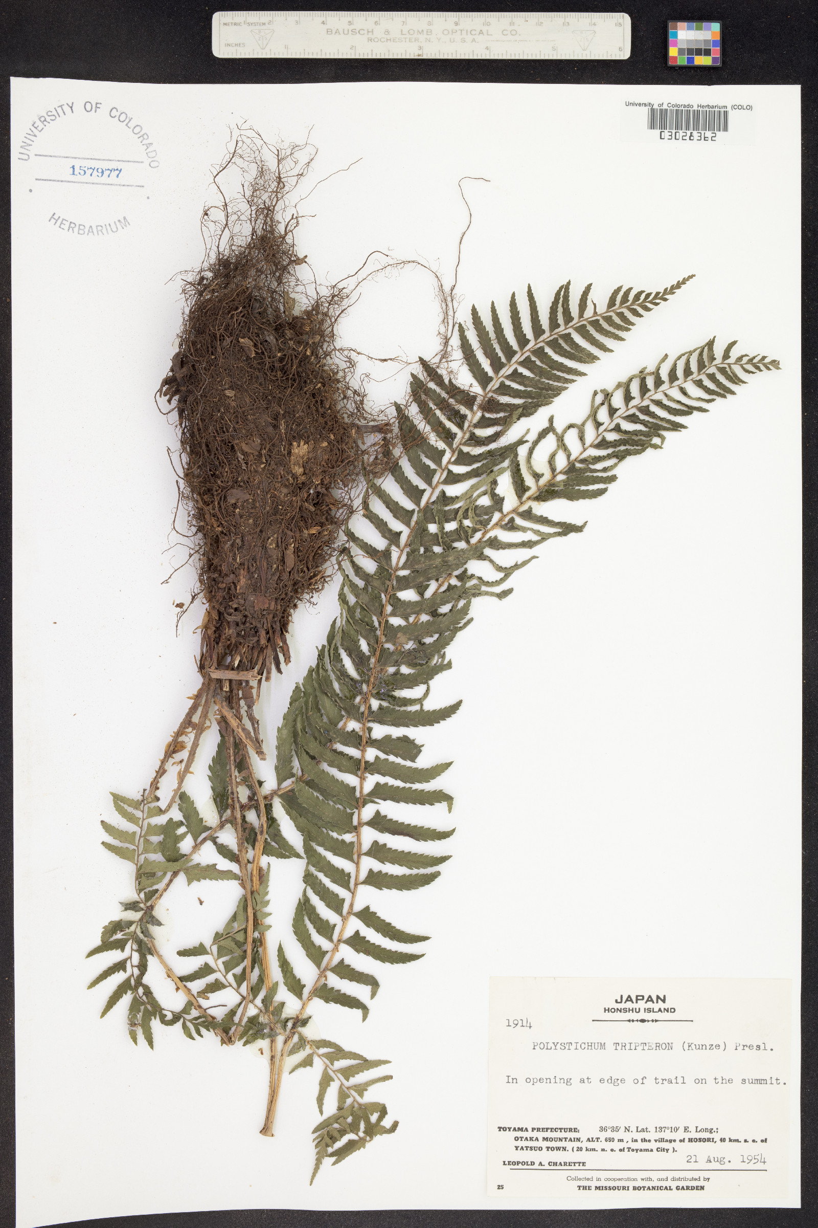 Polystichum tripteron image