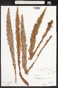 Image of Polystichum lineare