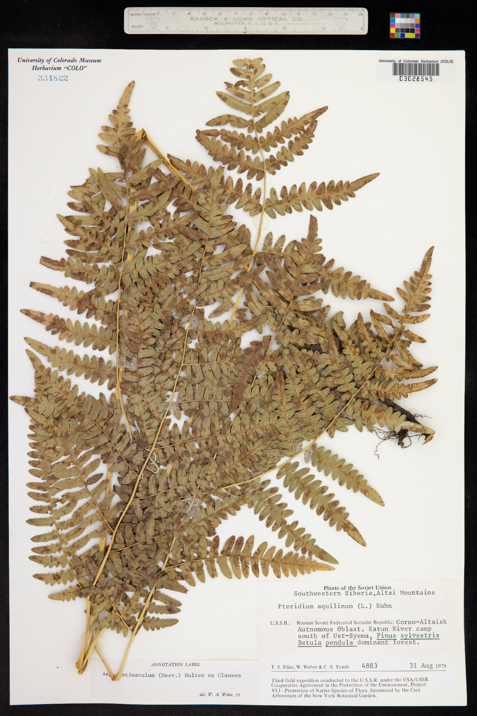 Pteridium aquilinum image