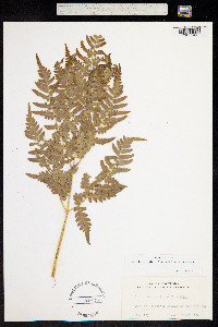 Pteridium aquilinum ssp. latiusculum image