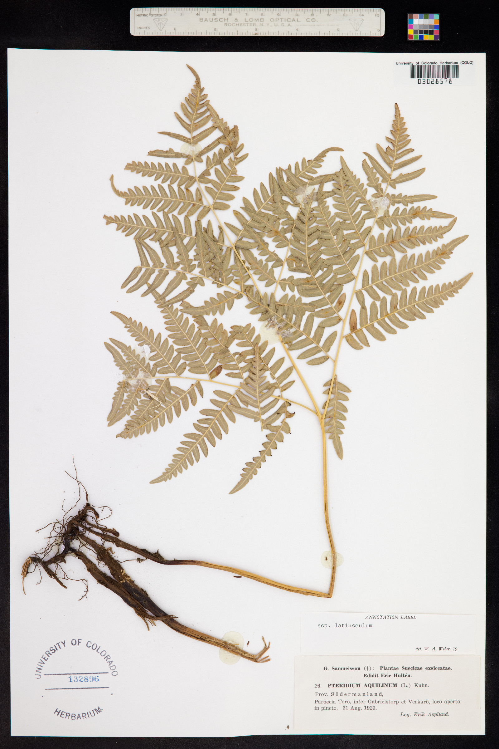 Pteridium aquilinum ssp. latiusculum image