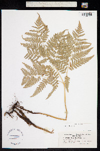 Pteridium aquilinum ssp. latiusculum image