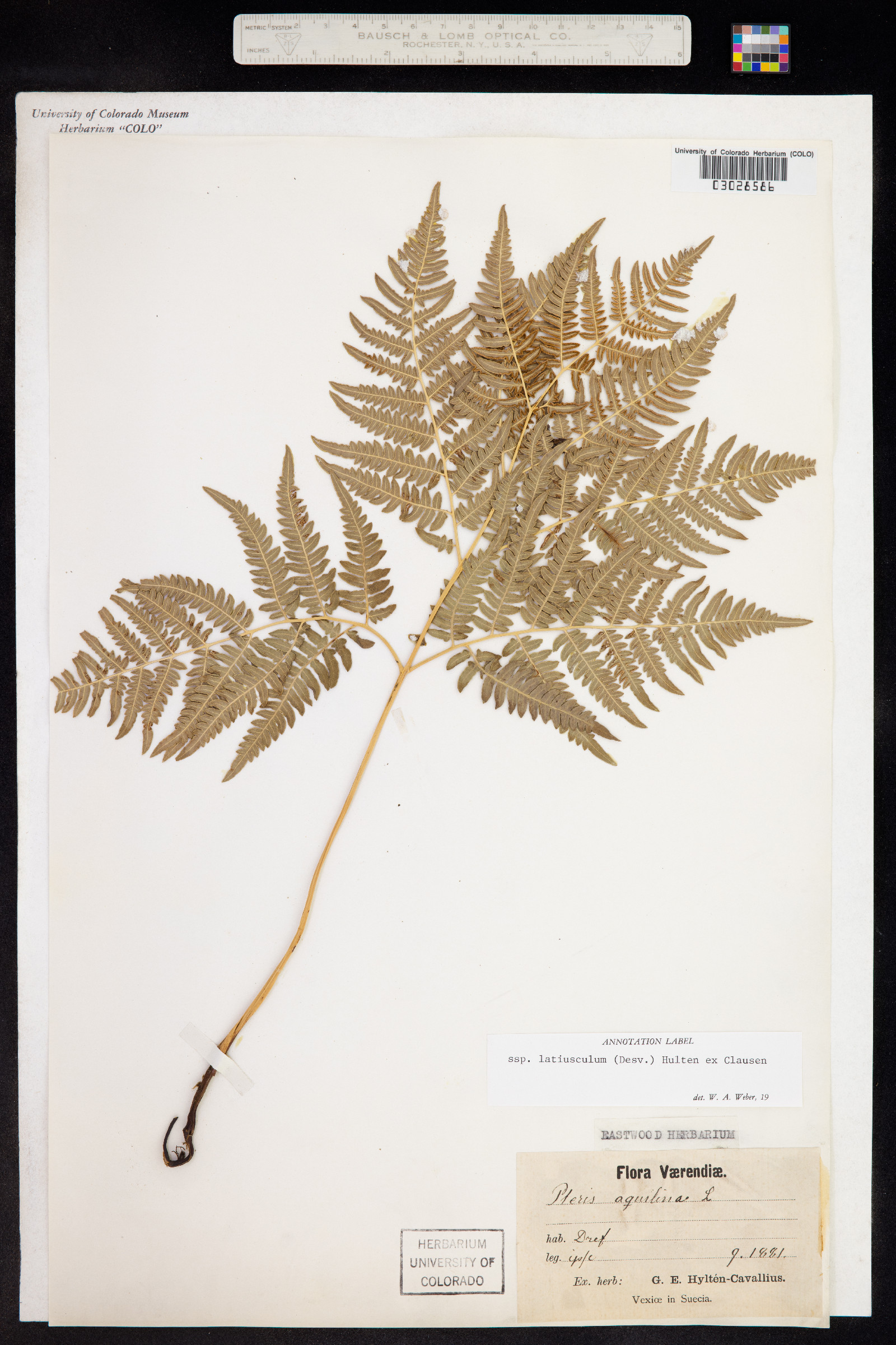 Pteridium aquilinum ssp. latiusculum image