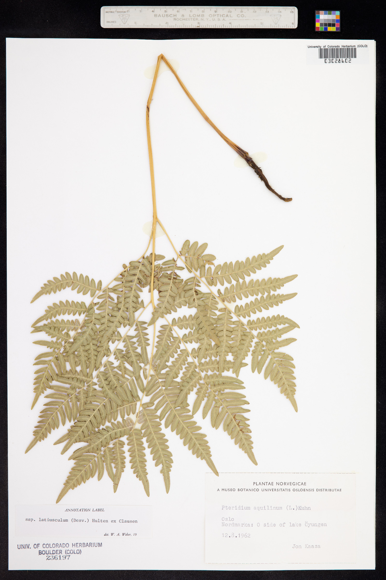 Pteridium image