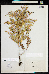 Pteridium aquilinum var. esculentum image