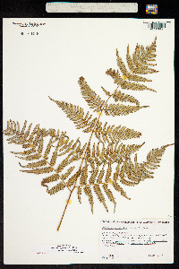 Pteridium aquilinum var. esculentum image