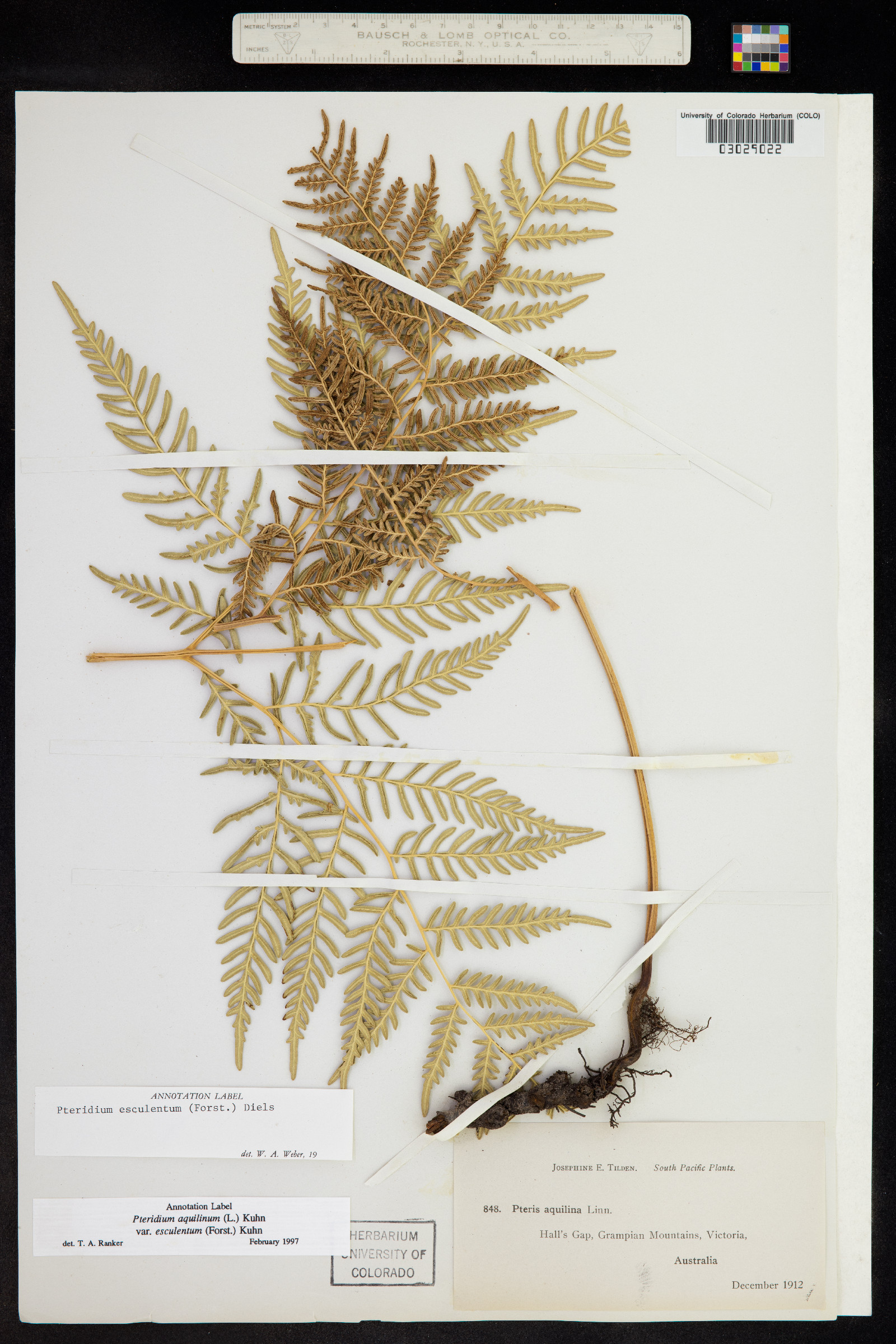 Pteridium aquilinum var. esculentum image